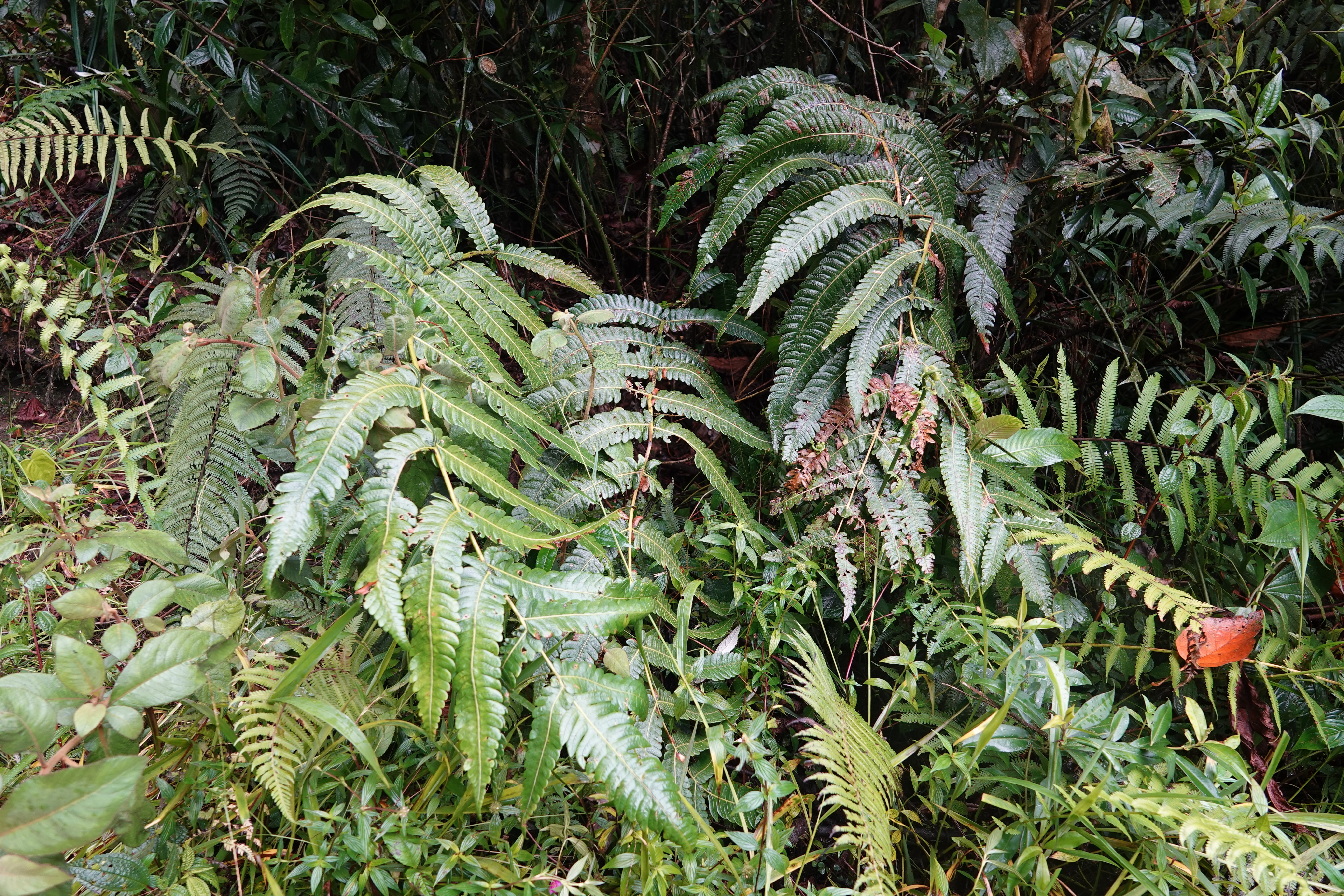 Cyathea cnemidaria
