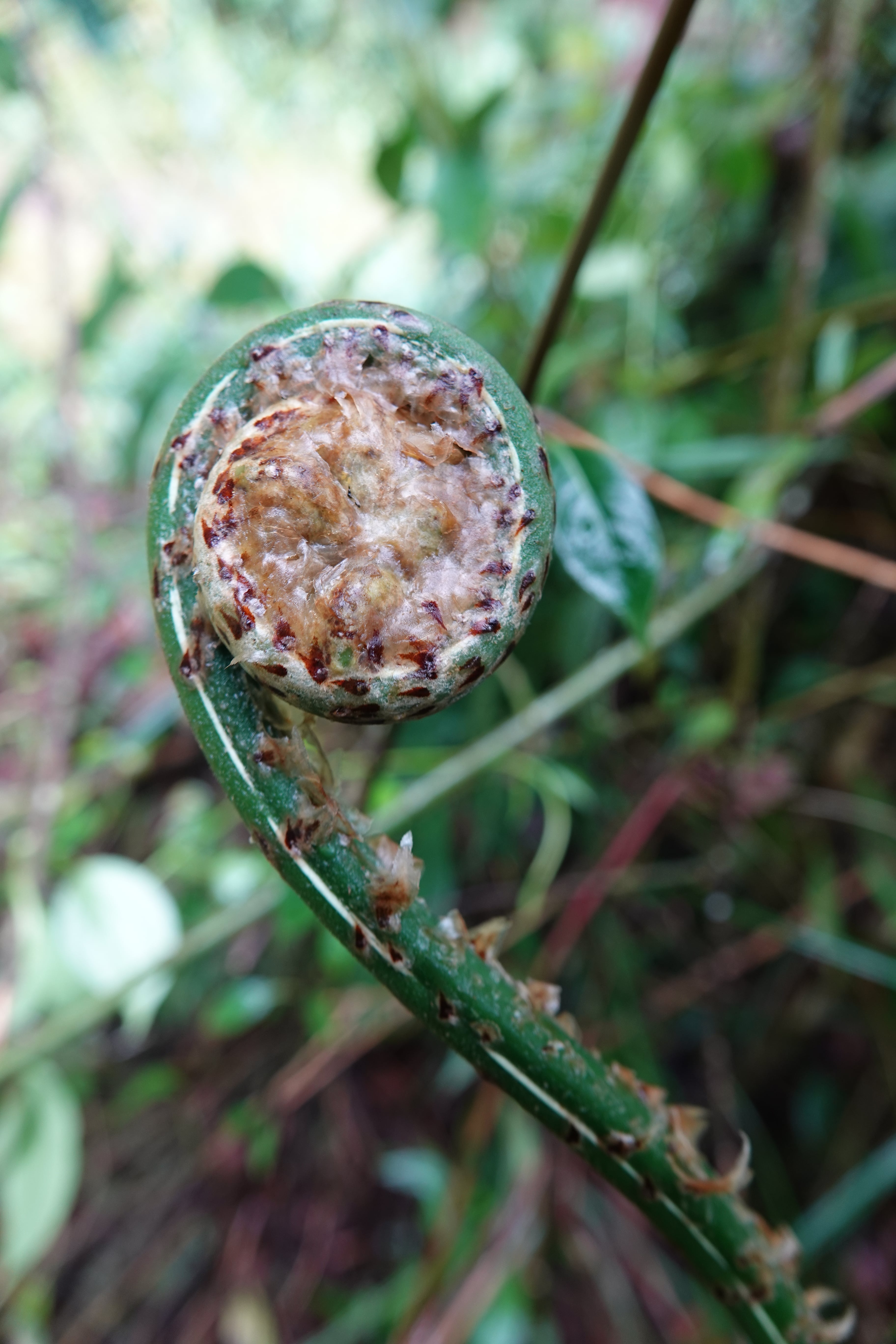 Cyathea cnemidaria. La Honda.