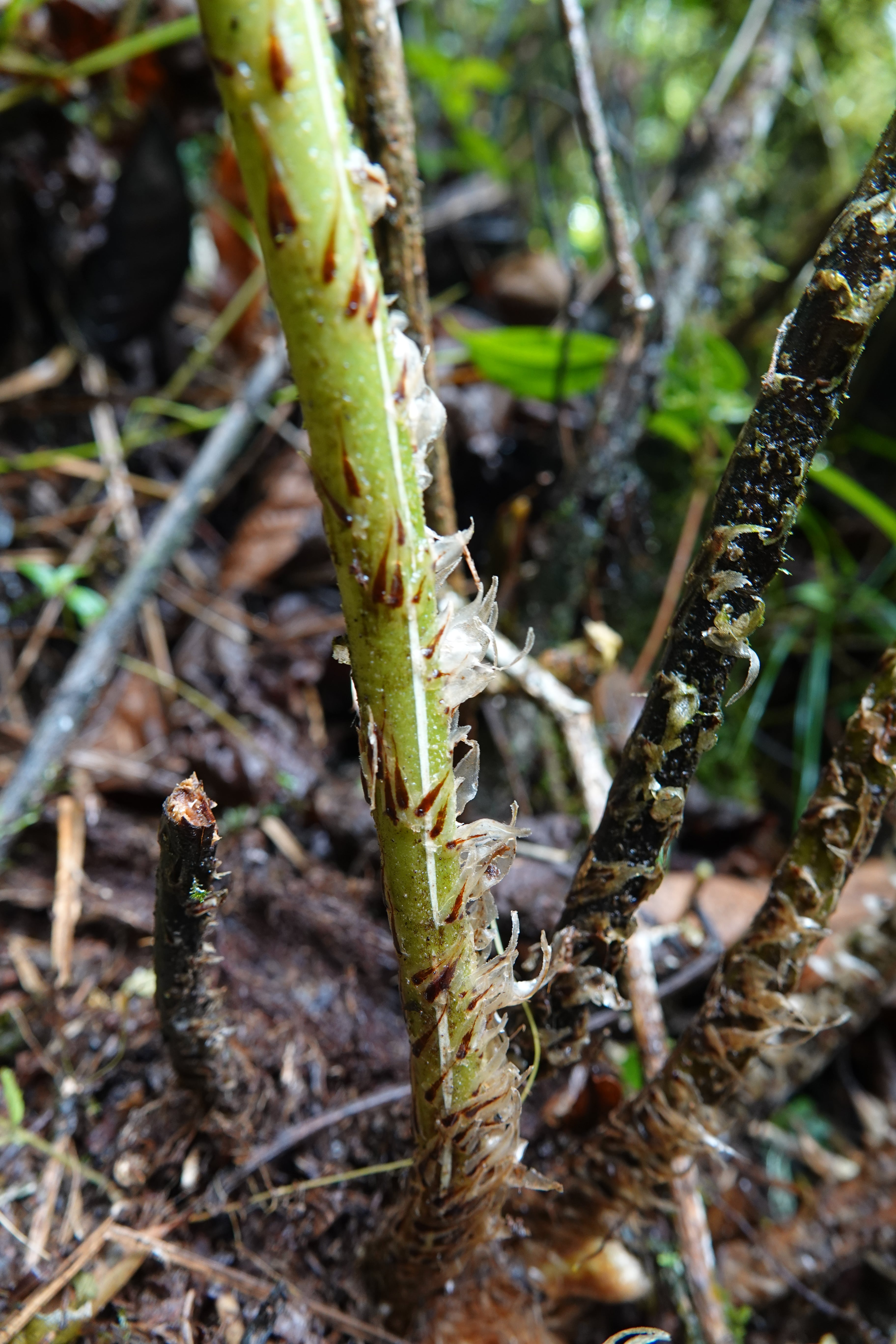 Cyathea cnemidaria. La Honda.