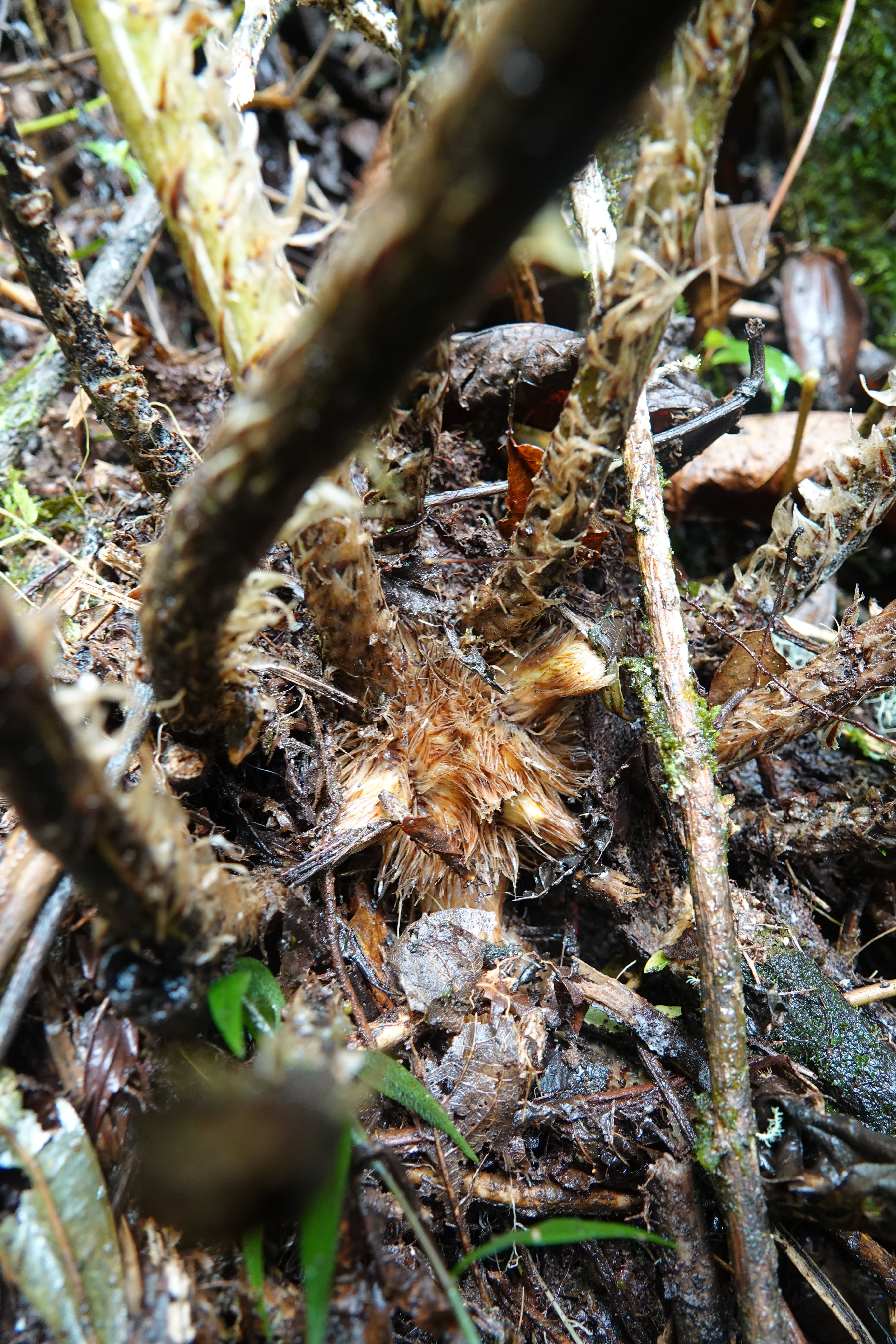 Cyathea cnemidaria. La Honda.