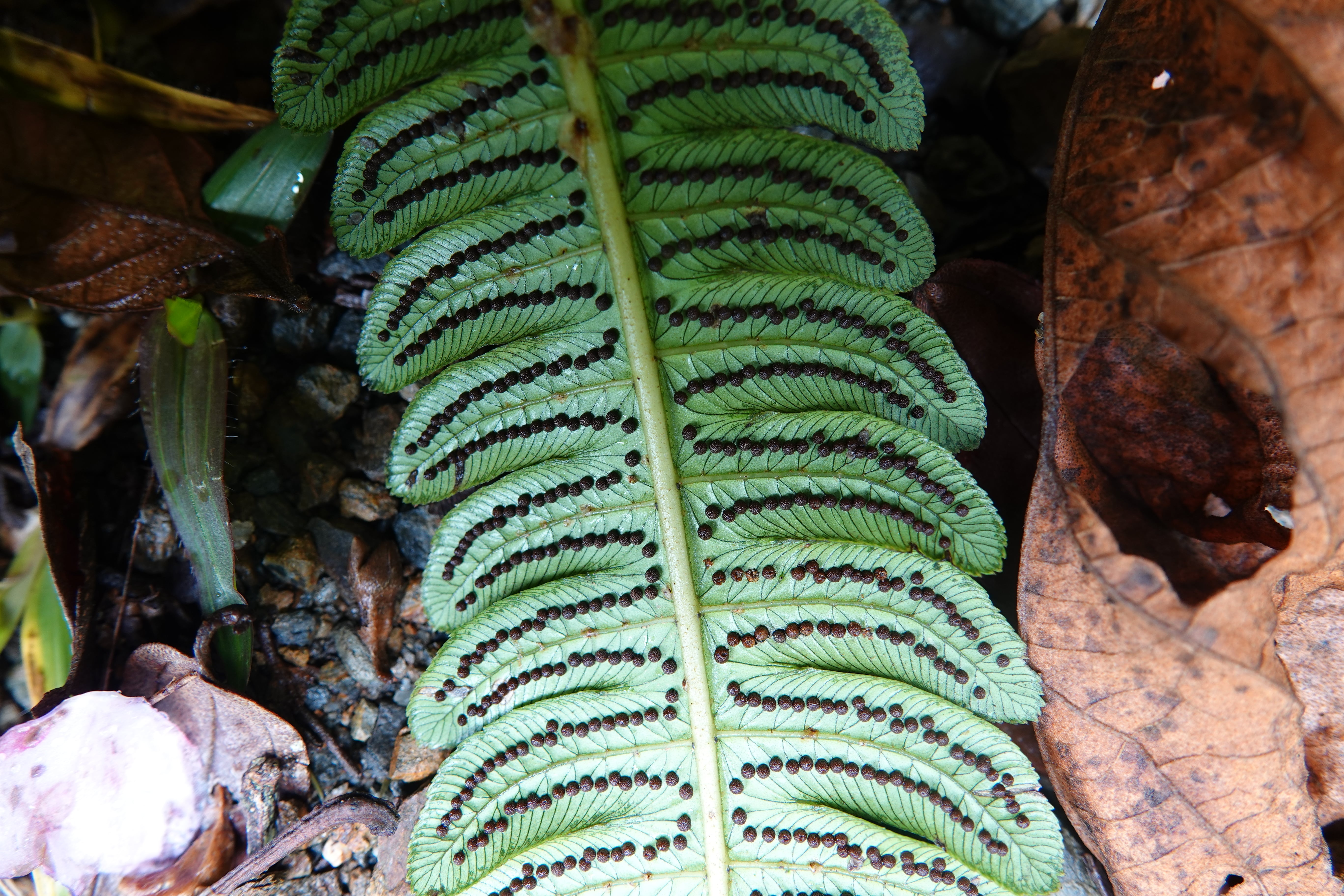 Cyathea cnemidaria. La Honda.