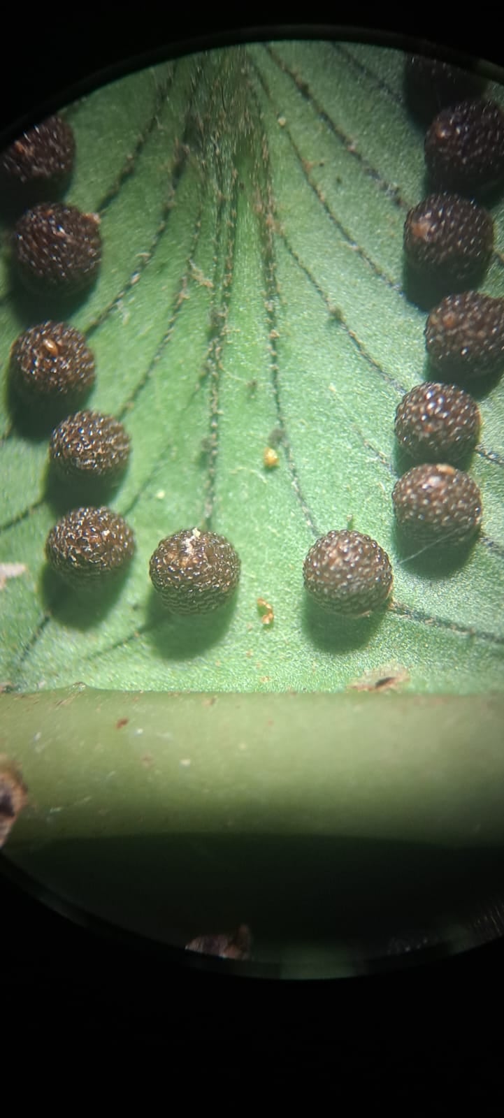 Cyathea cnemidaria. La Honda.