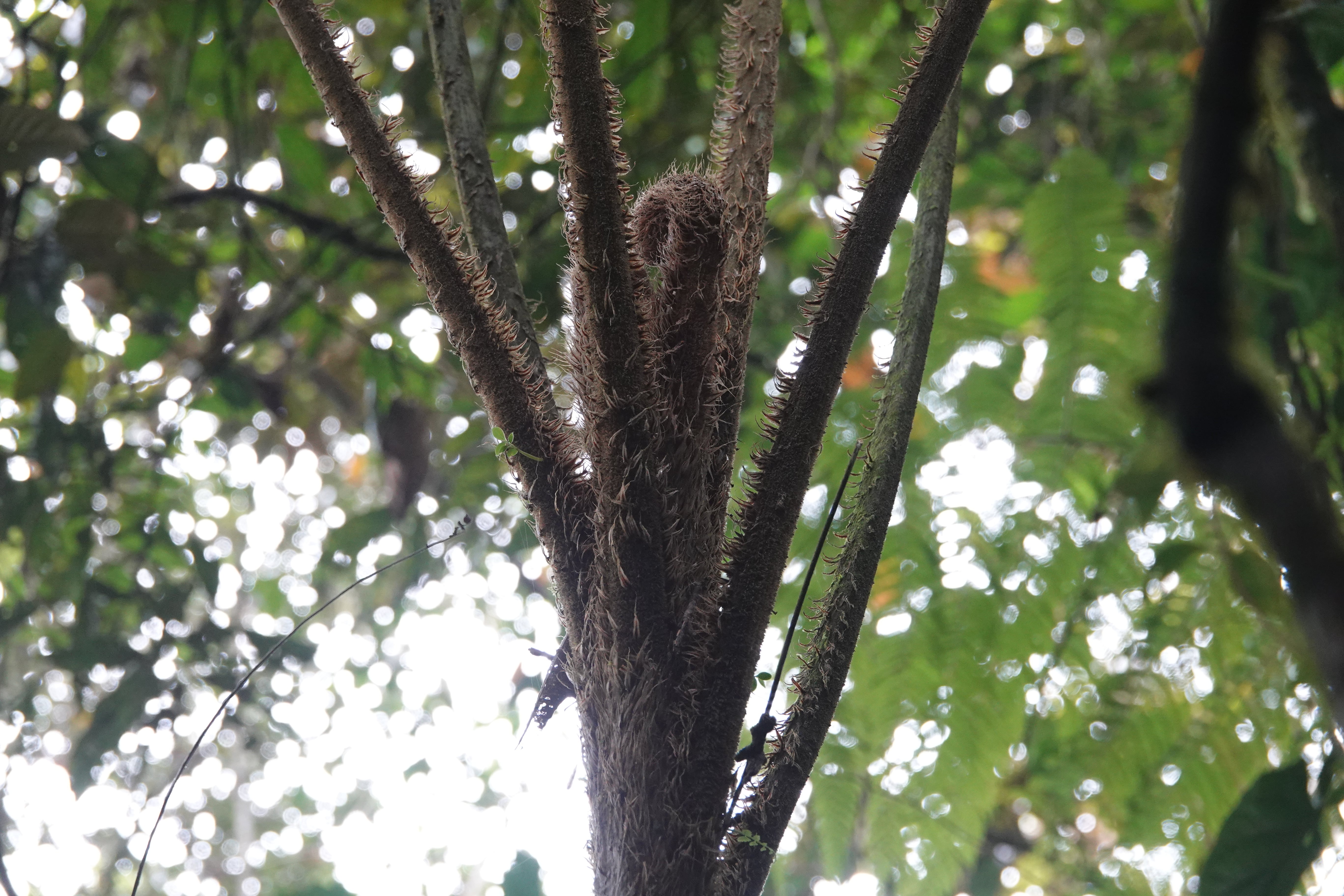 Cyathea divergens