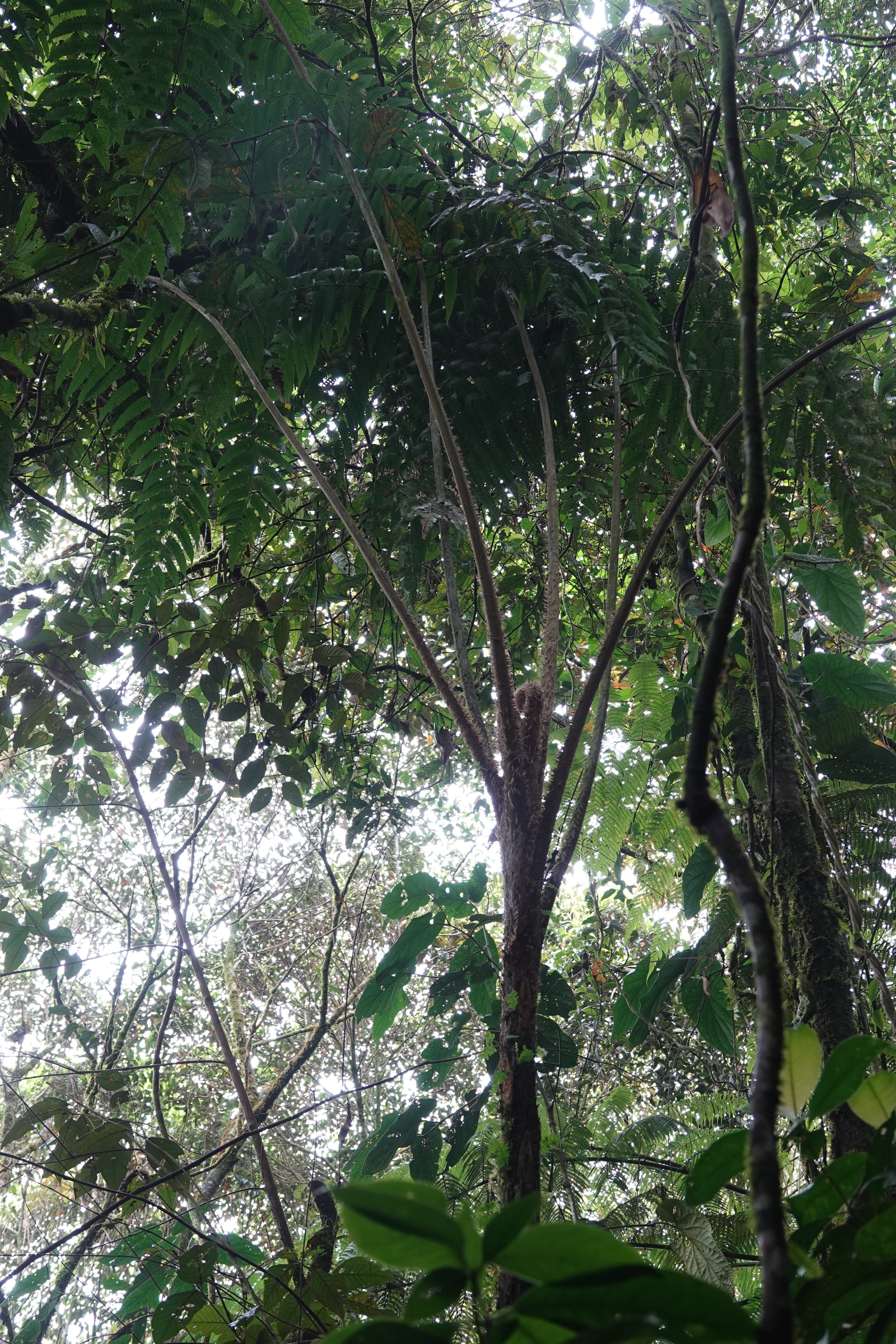 Cyathea divergens. La Honda.
