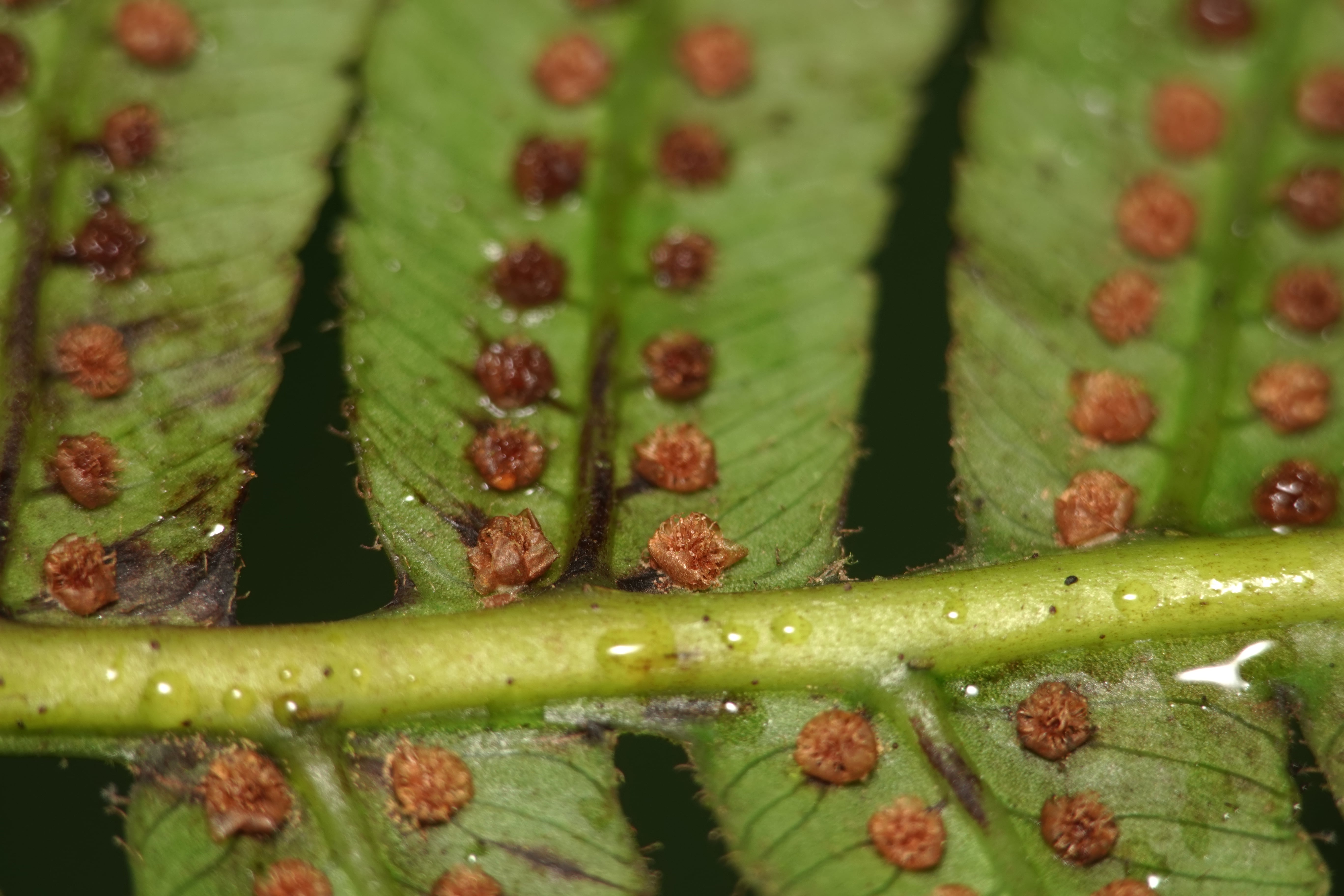 Cyathea divergens. La Honda.