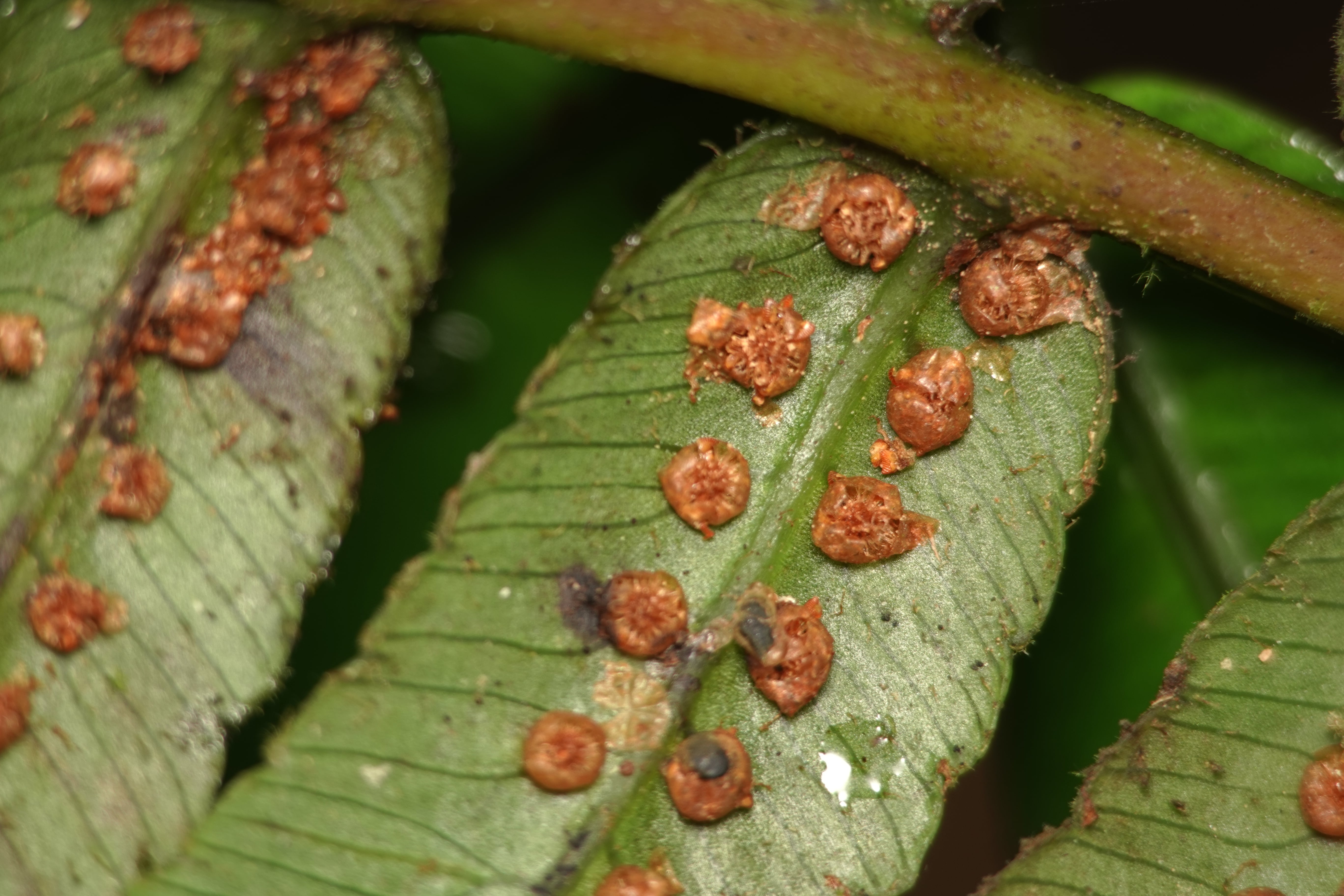 Cyathea divergens. La Honda.