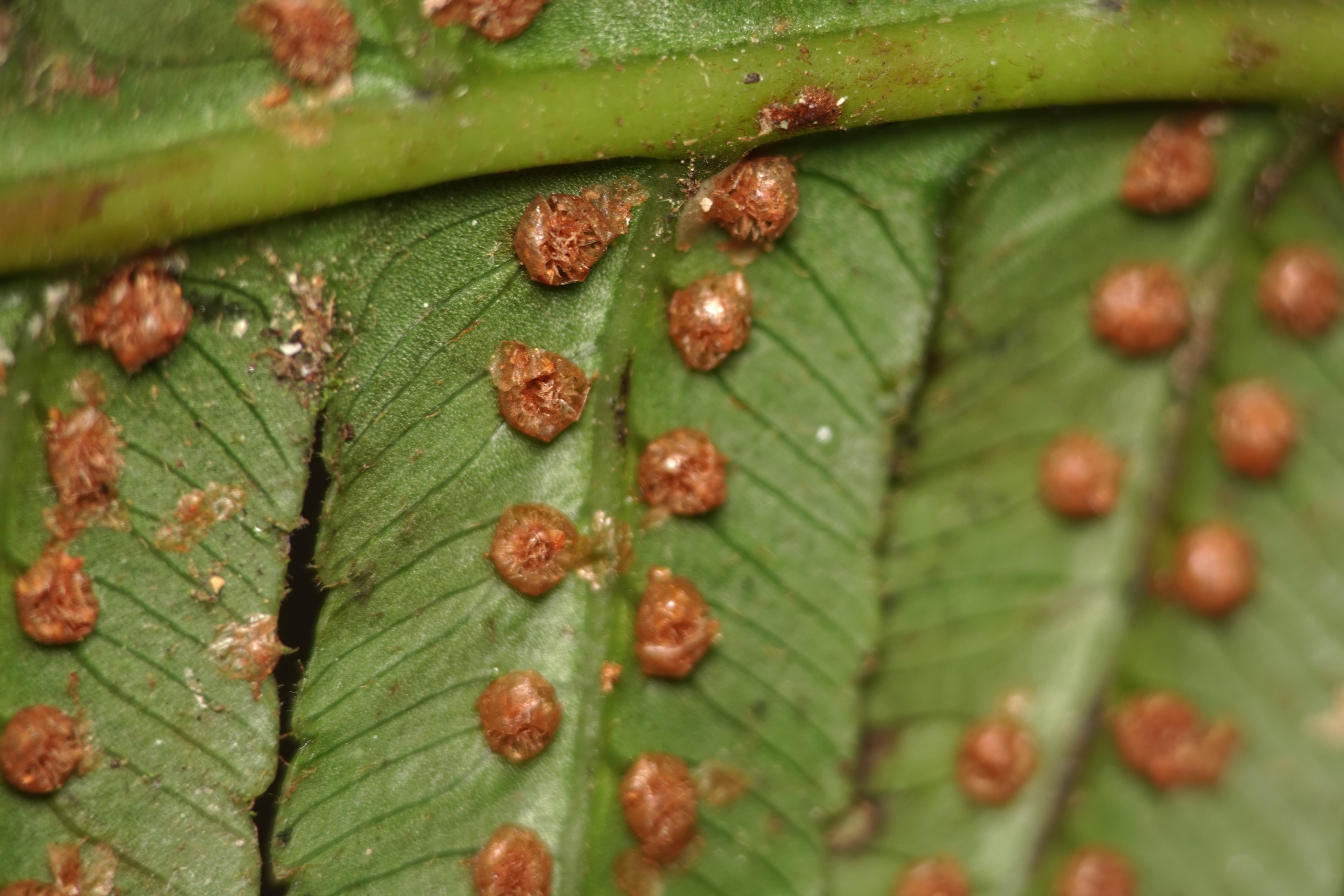 Cyathea divergens. La Honda.