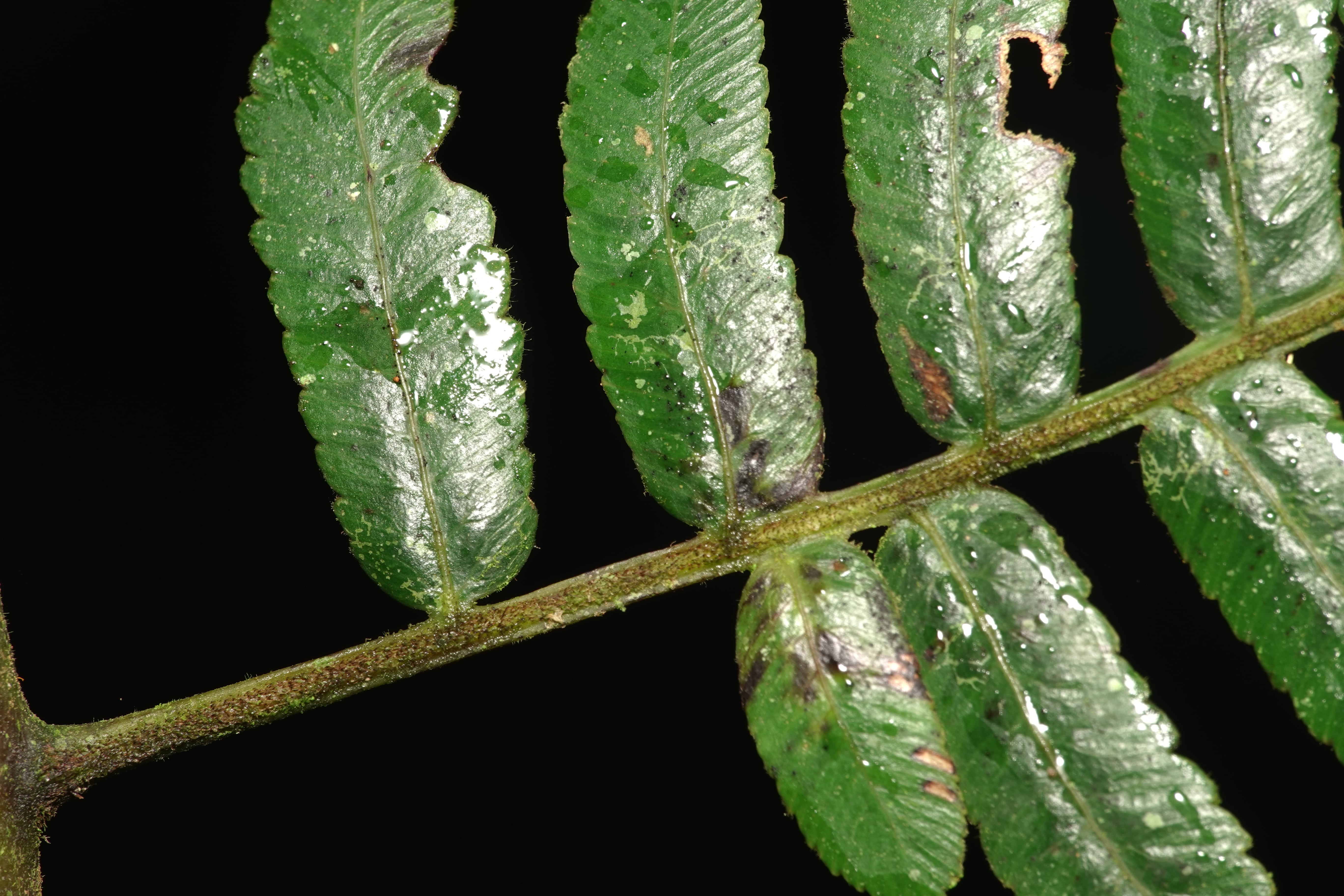 Cyathea divergens. La Honda.