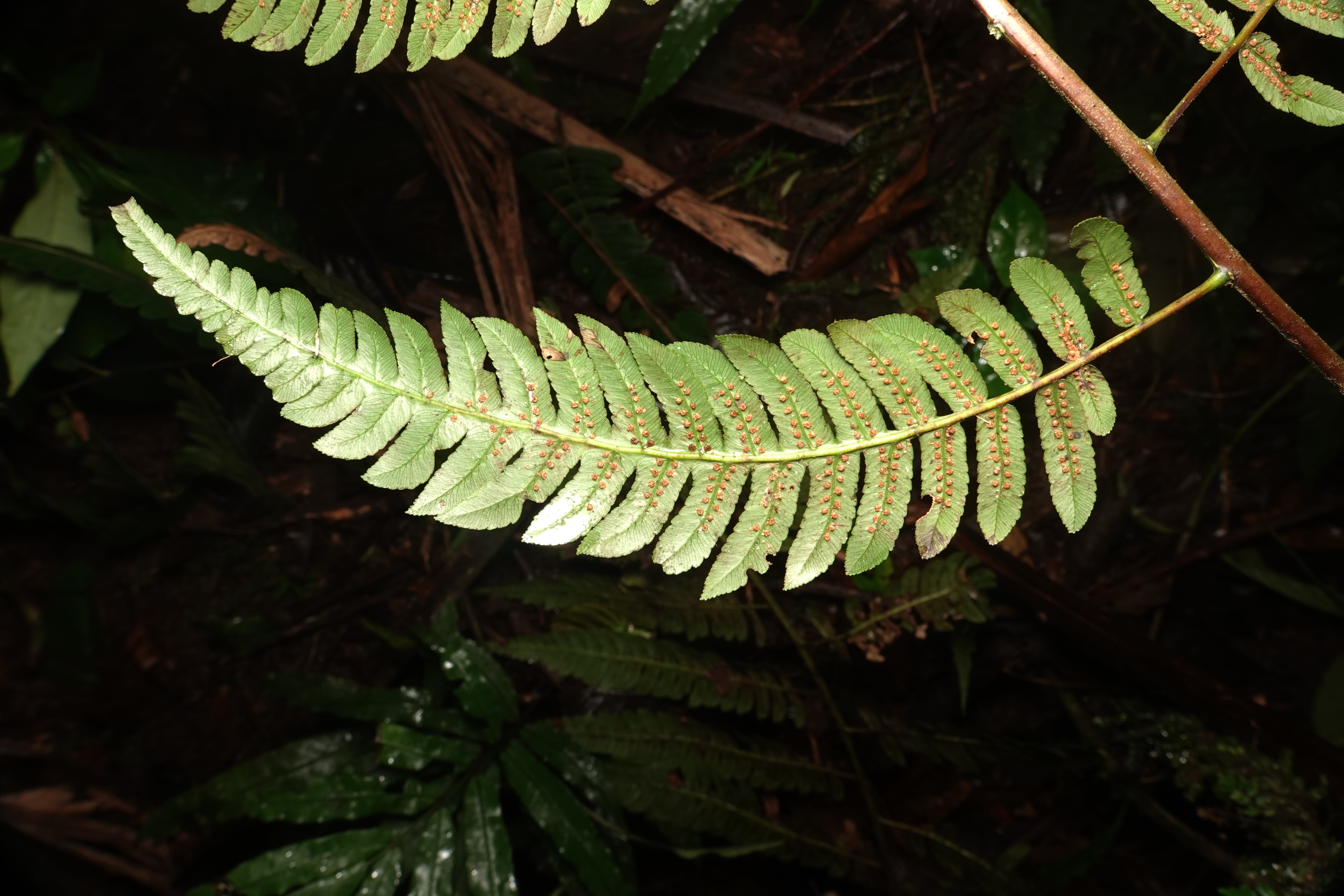 Cyathea divergens. La Honda.