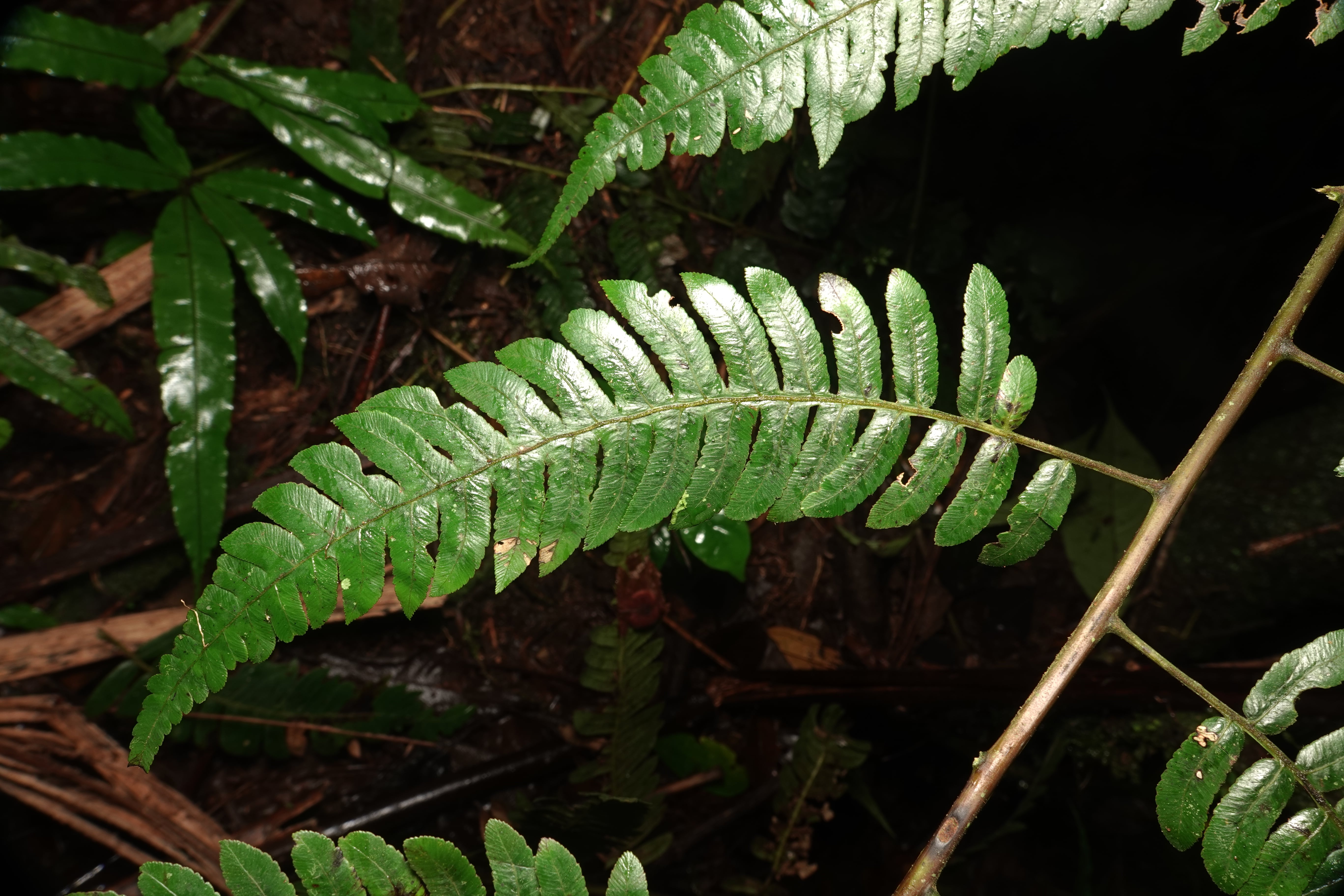 Cyathea divergens. La Honda.