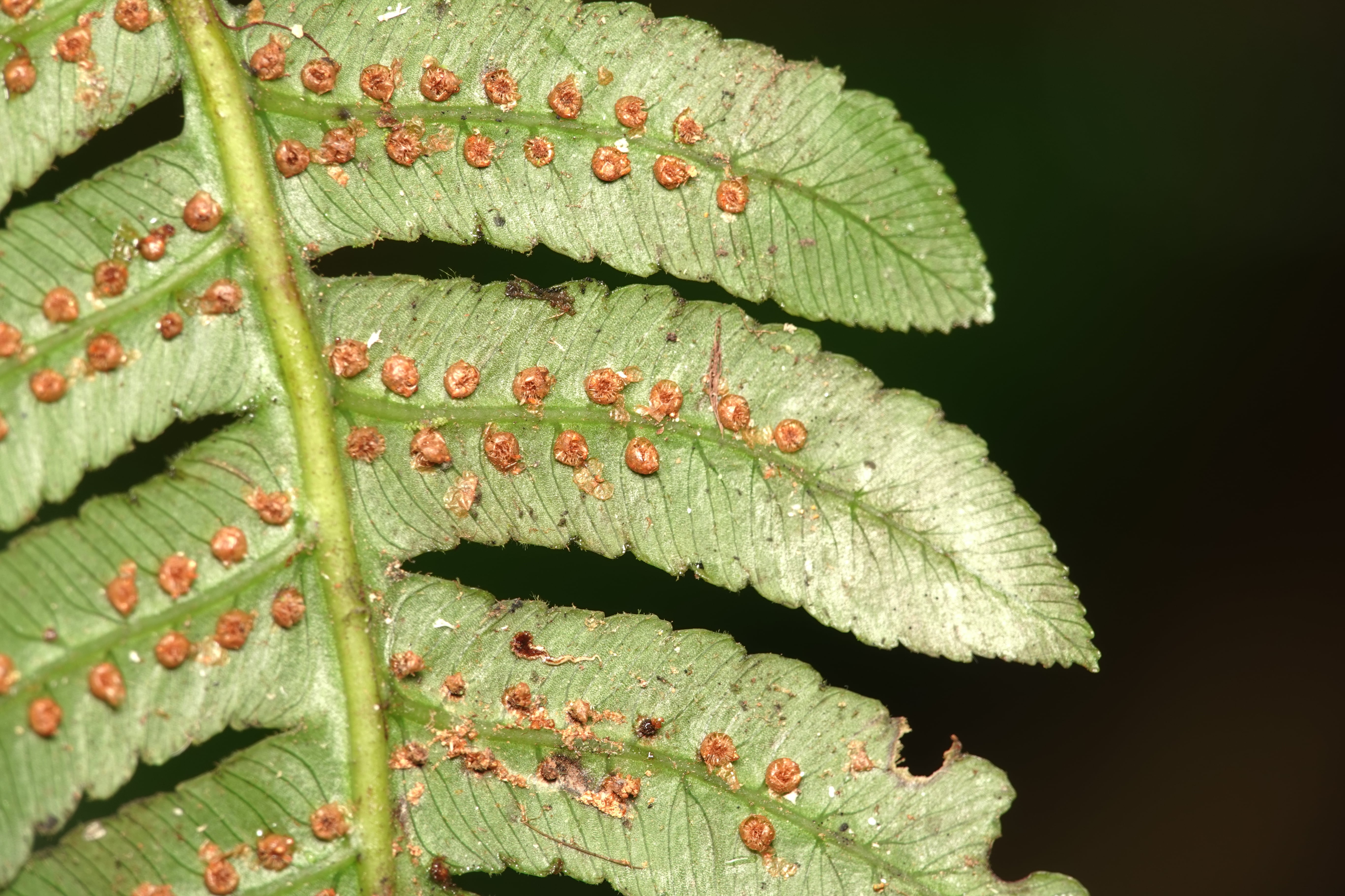 Cyathea divergens. La Honda.