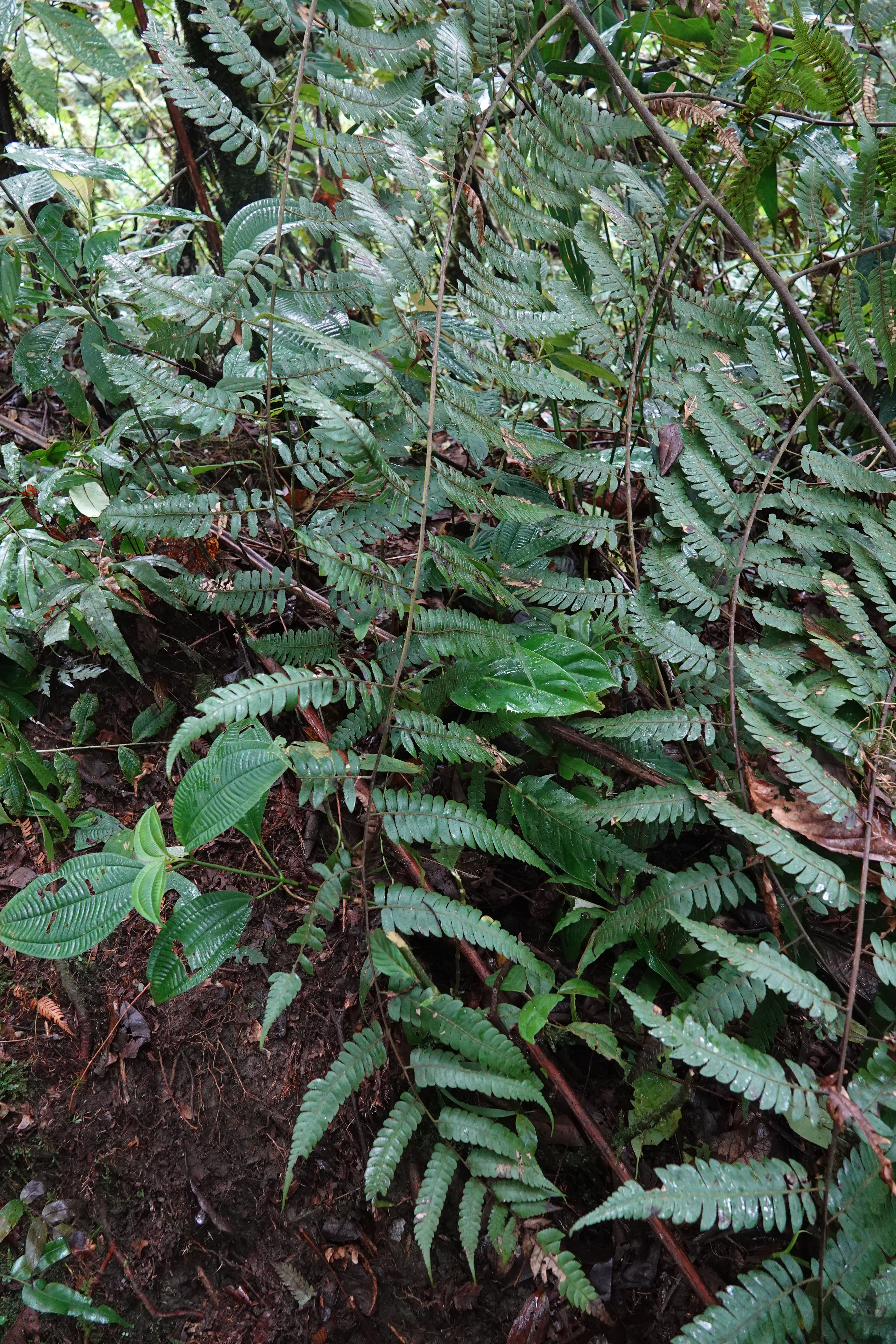 Cyathea divergens. La Honda.