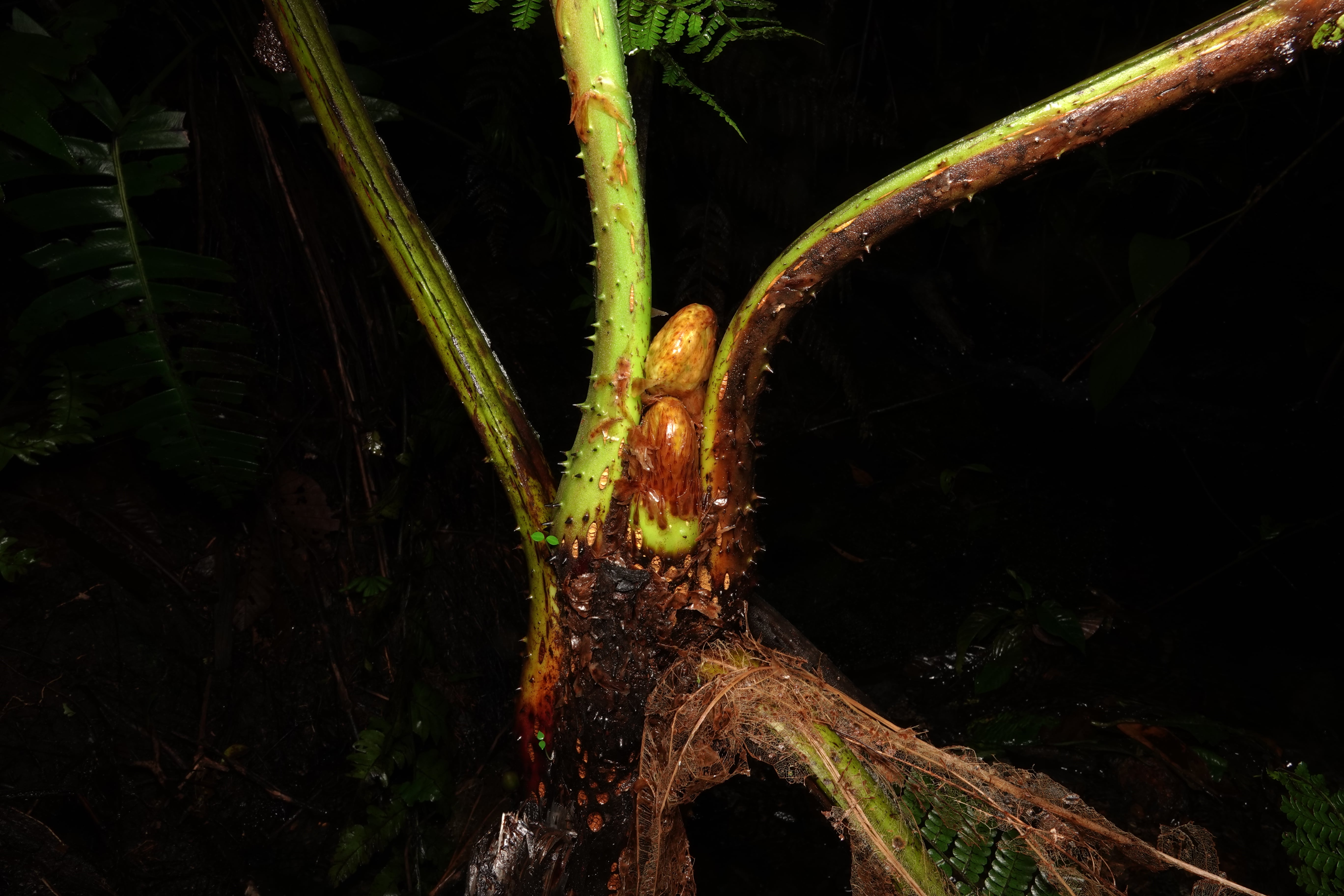 Cyathea ecuadorensis