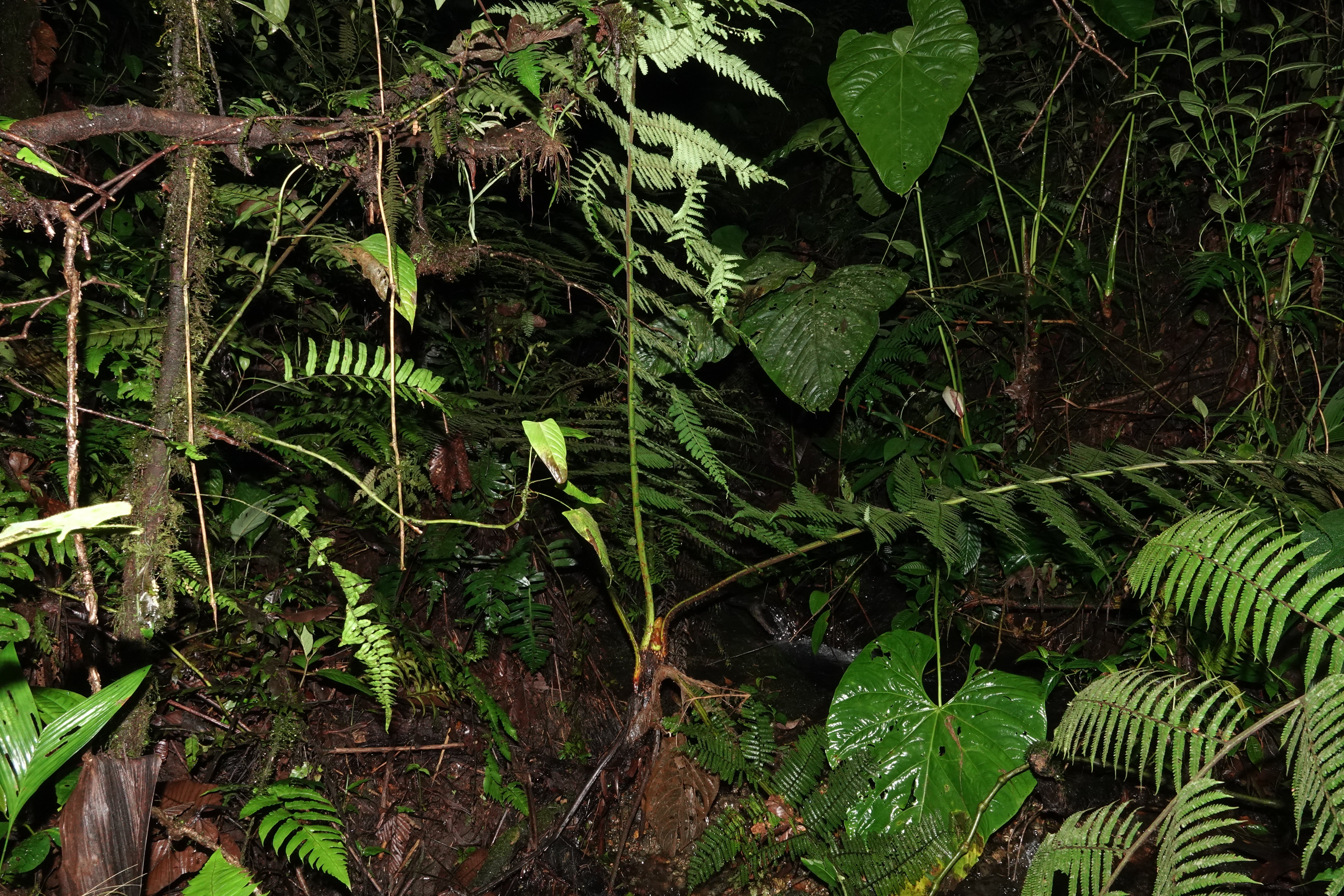 Cyathea ecuadorensis. La Honda.