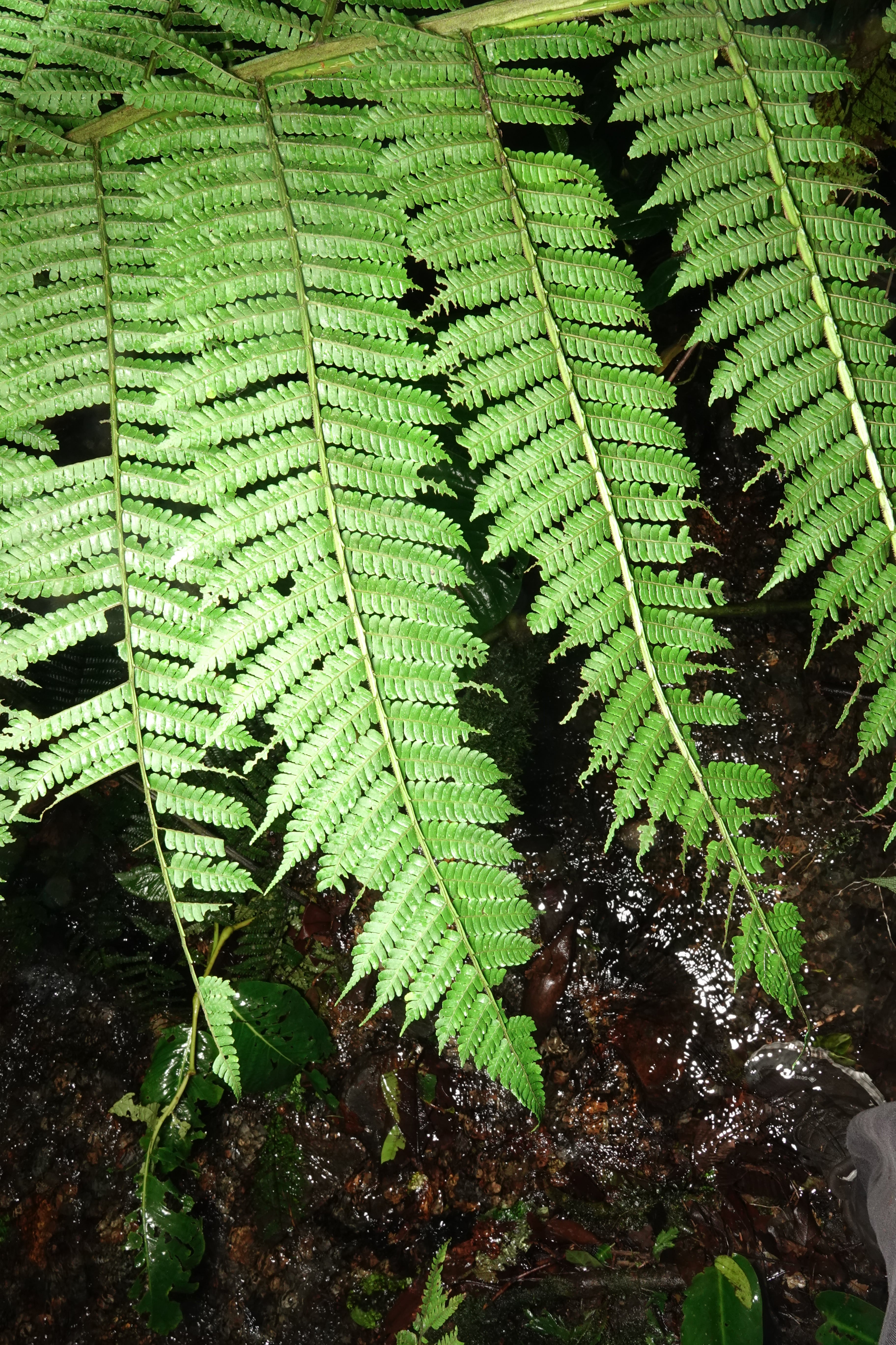 Cyathea ecuadorensis. La Honda.