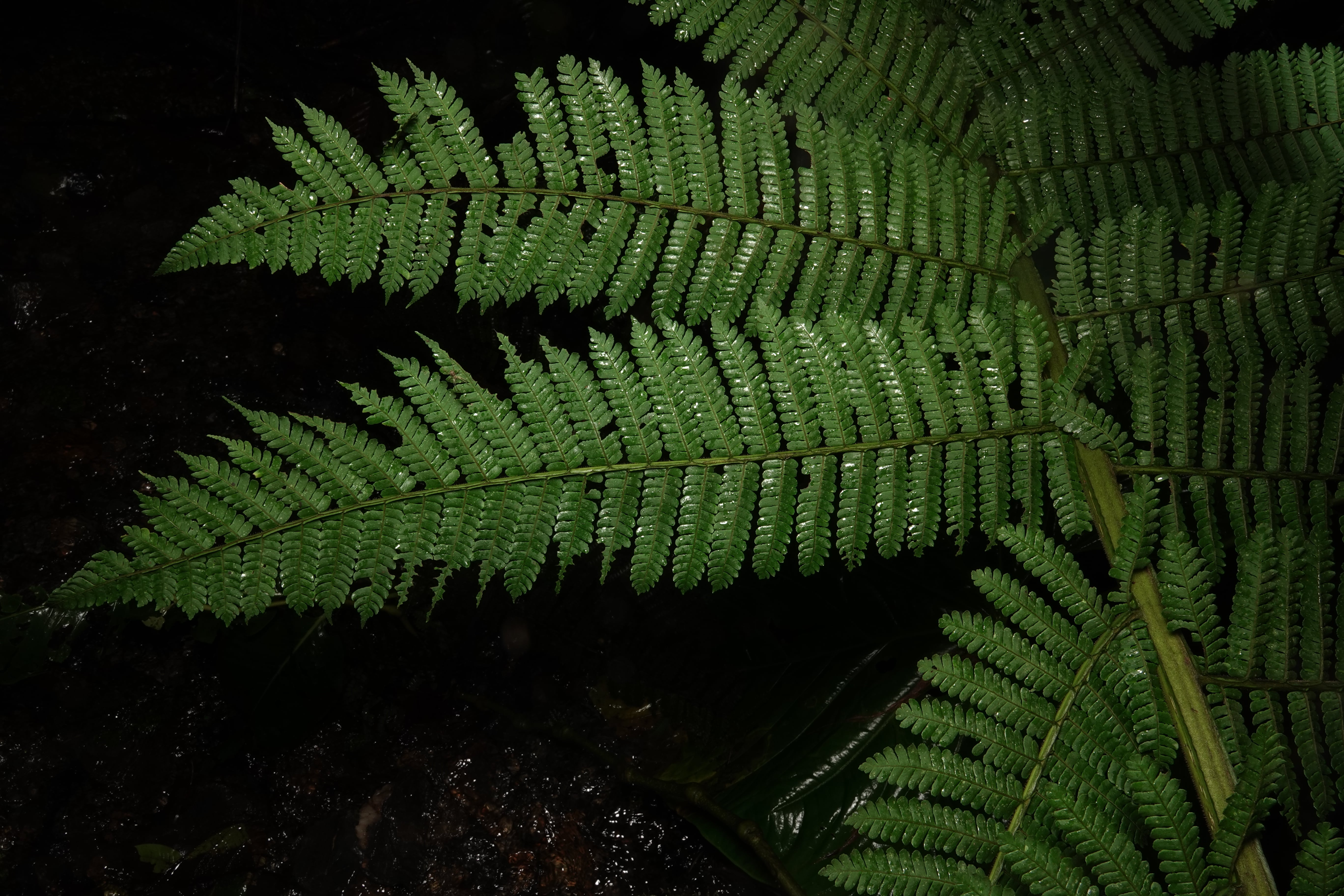 Cyathea ecuadorensis. La Honda.