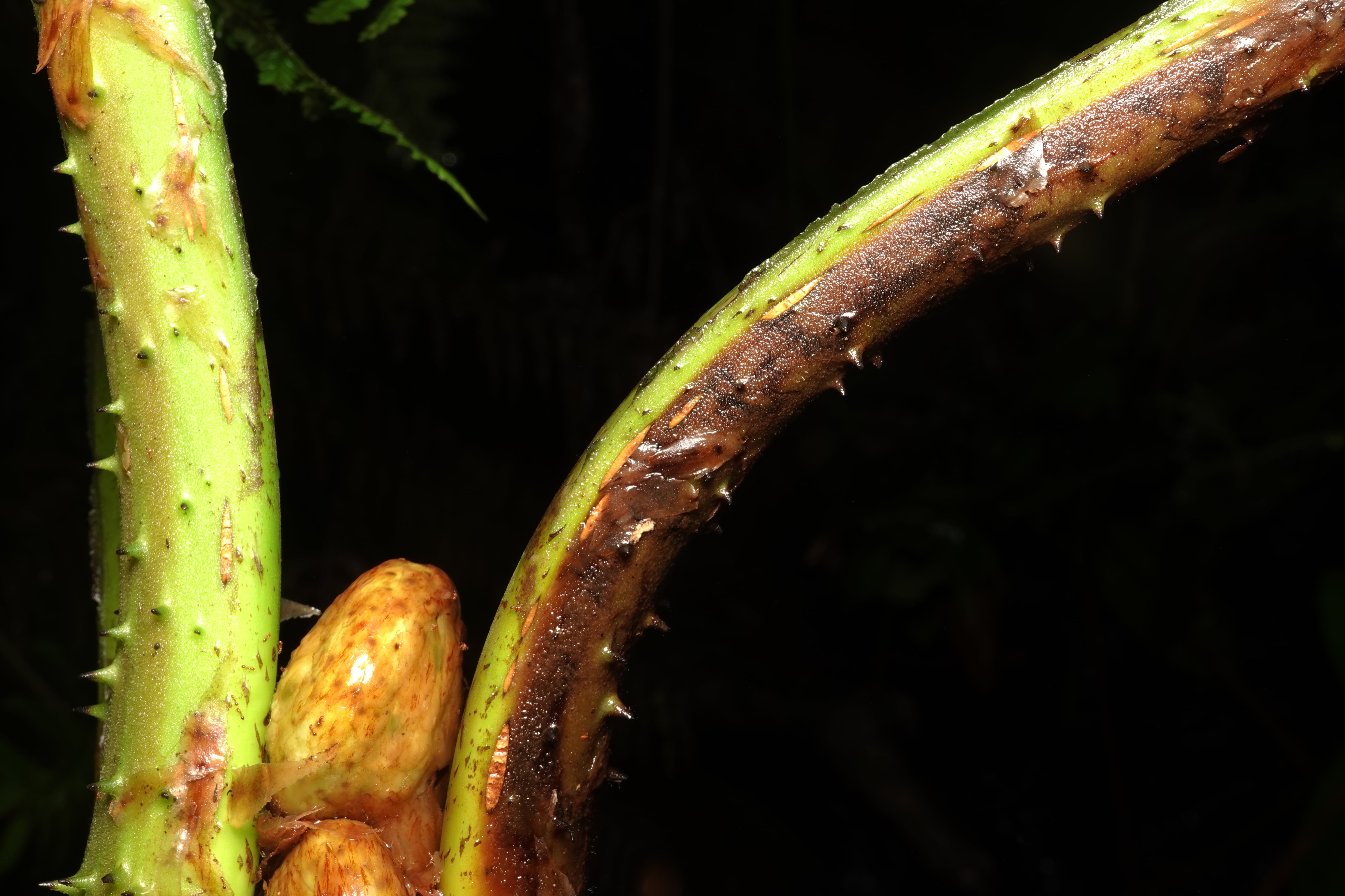 Cyathea ecuadorensis. La Honda.