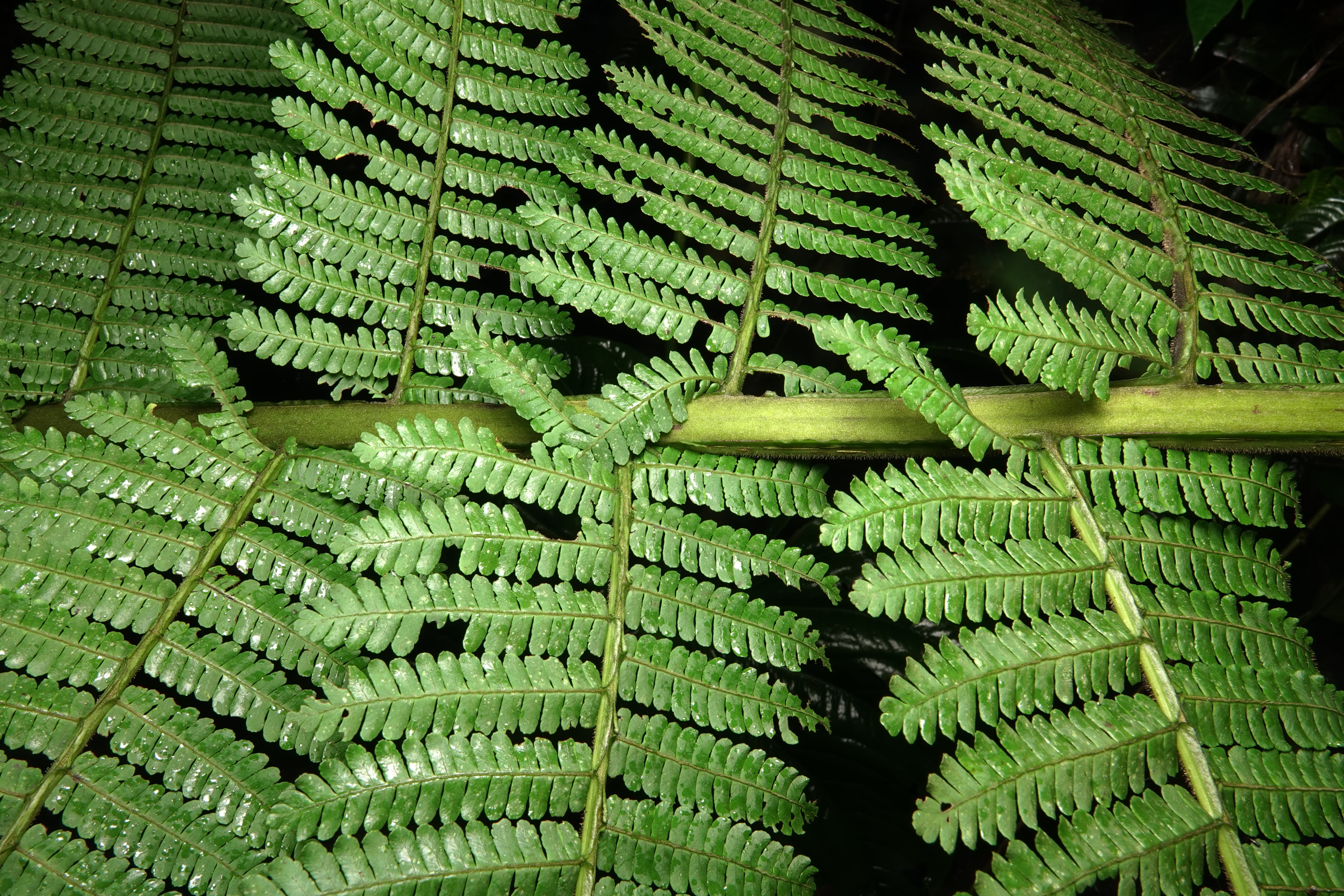 Cyathea ecuadorensis. La Honda.