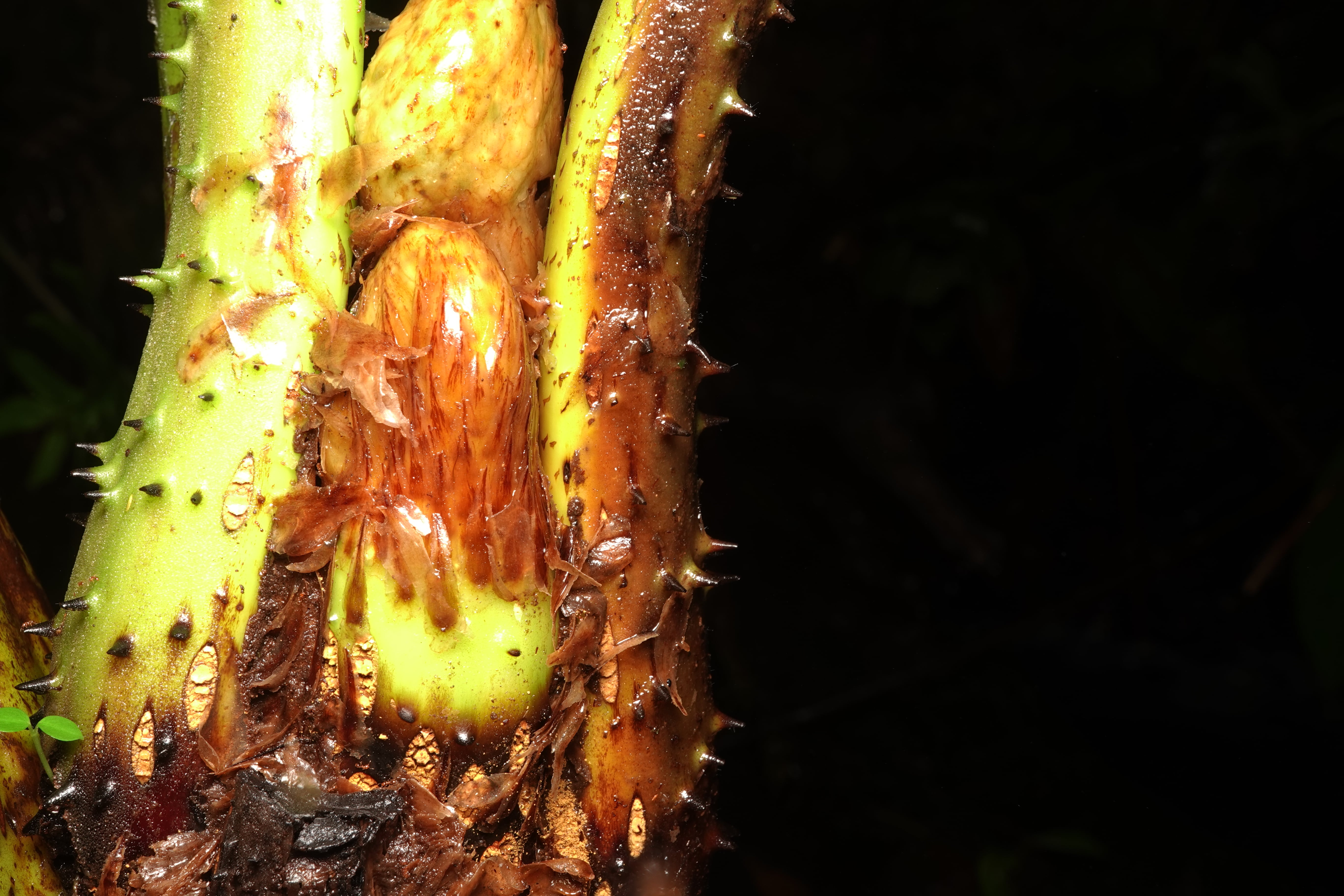 Cyathea ecuadorensis. La Honda.