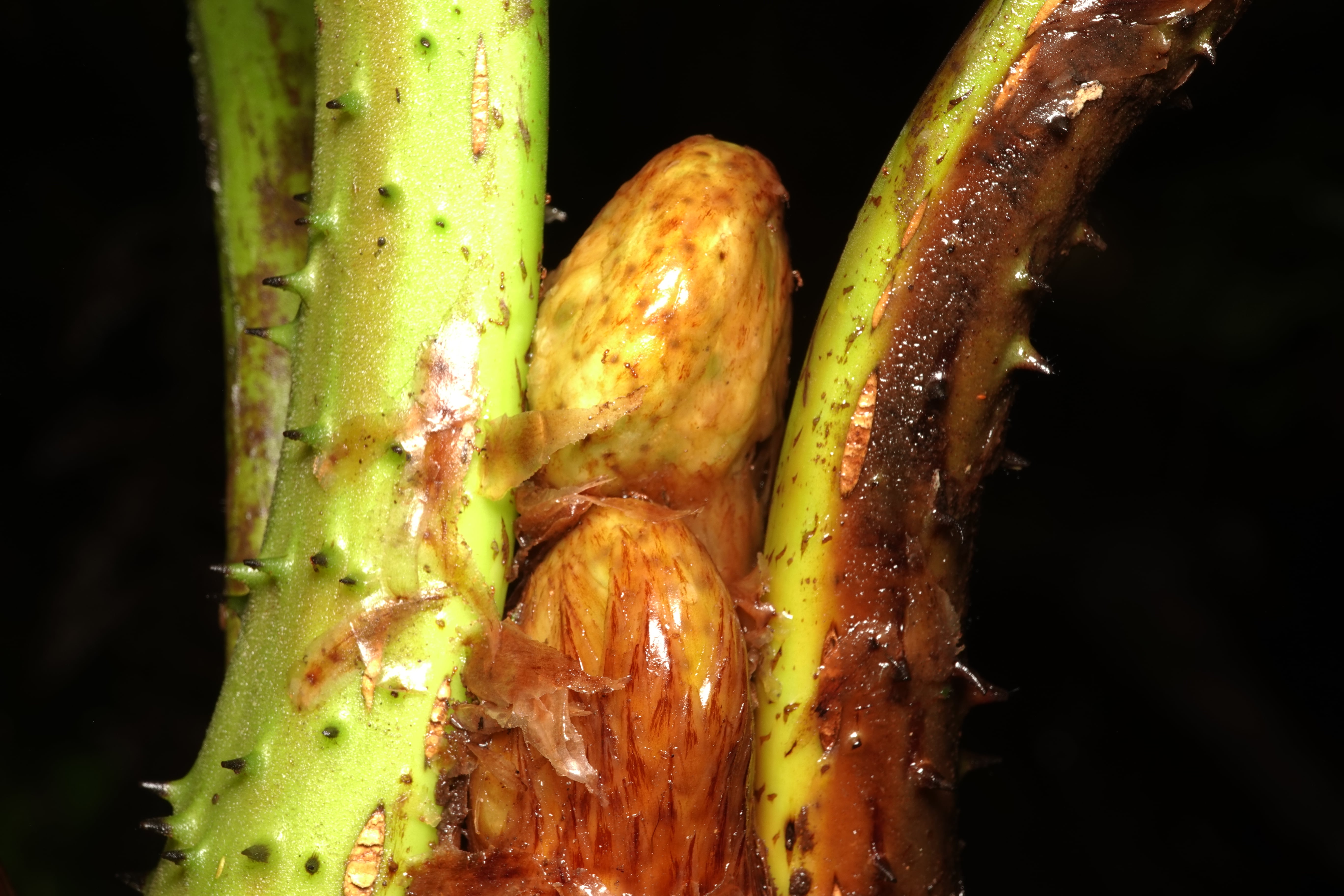 Cyathea ecuadorensis. La Honda.