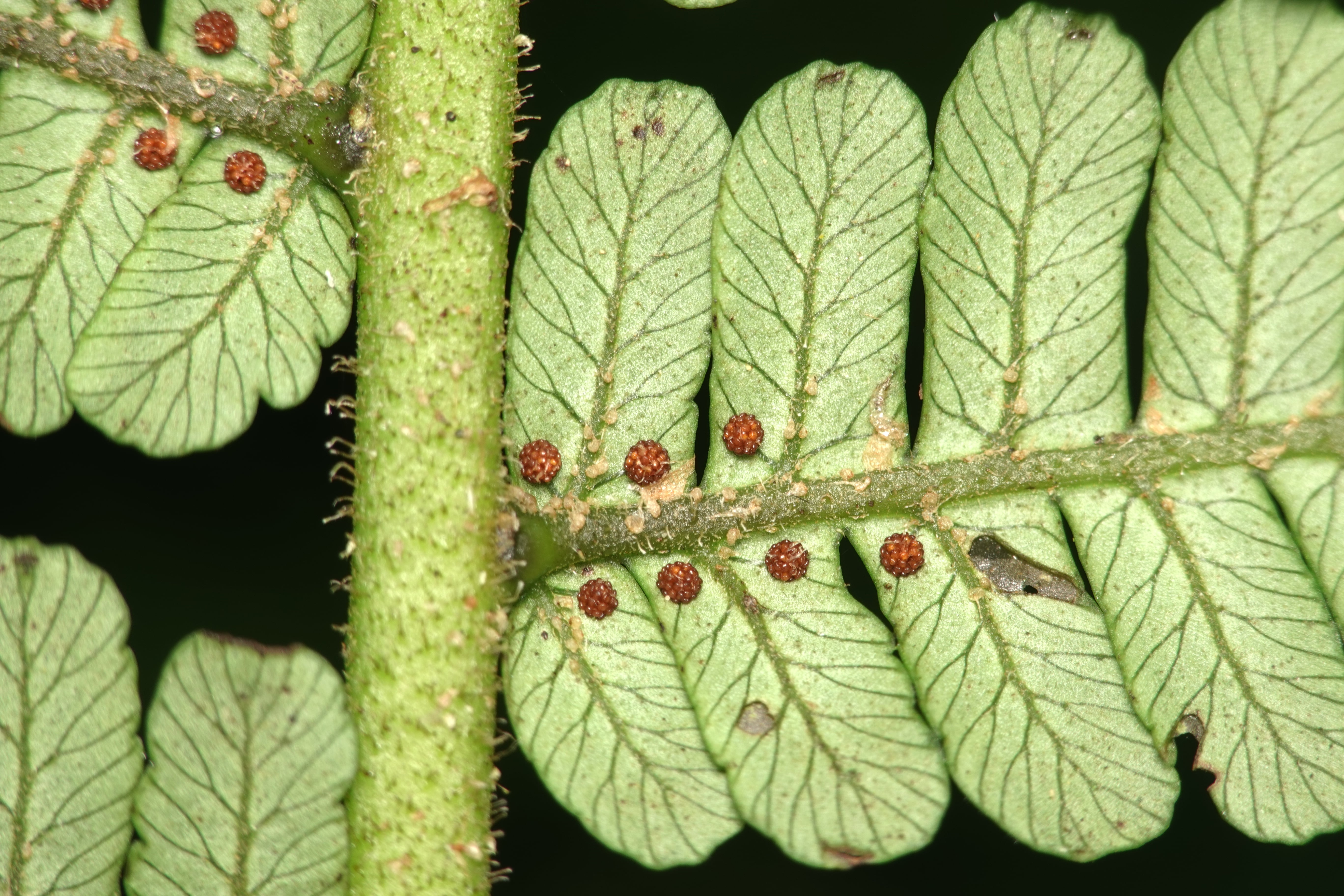 Cyathea ecuadorensis. La Honda.