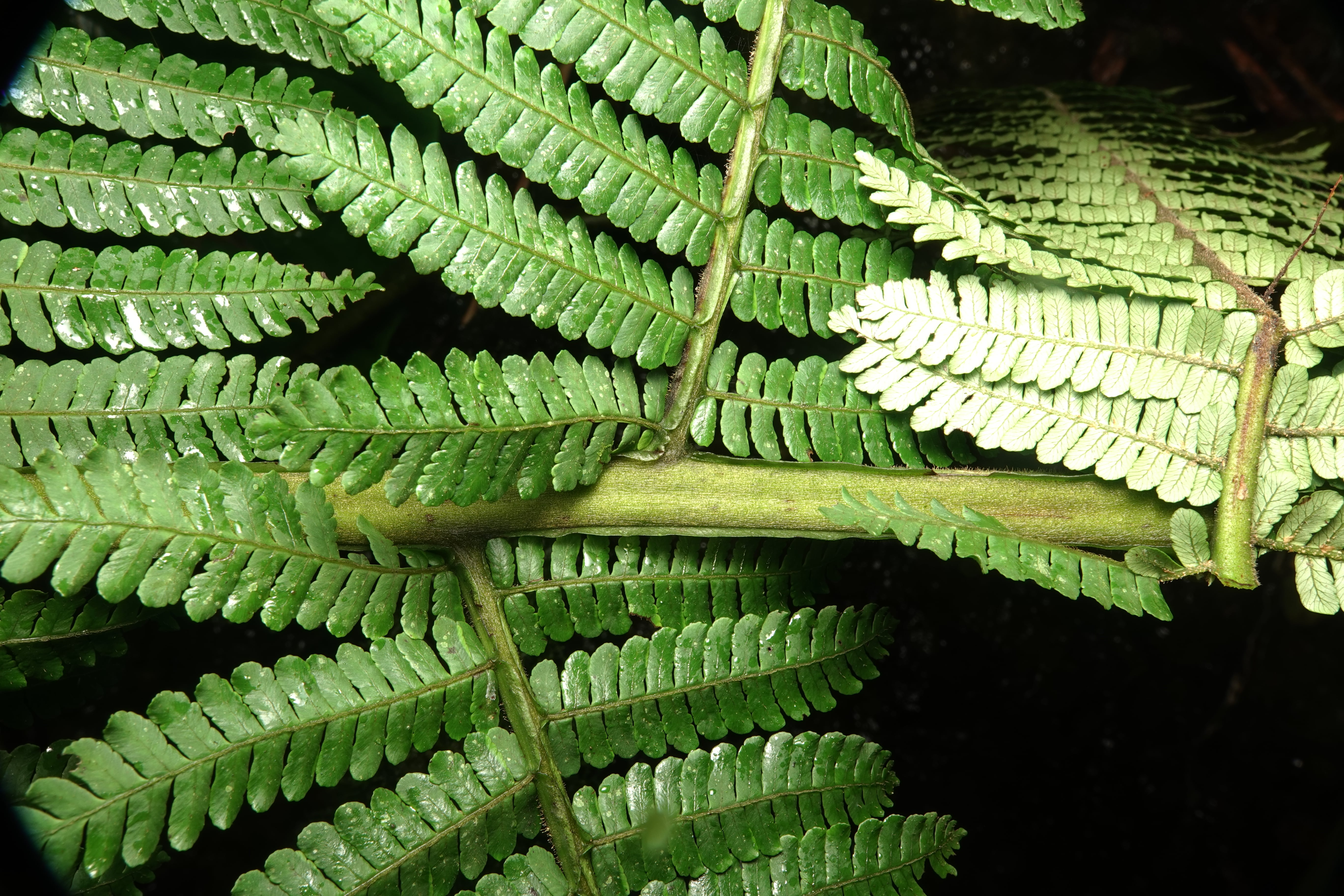 Cyathea ecuadorensis. La Honda.