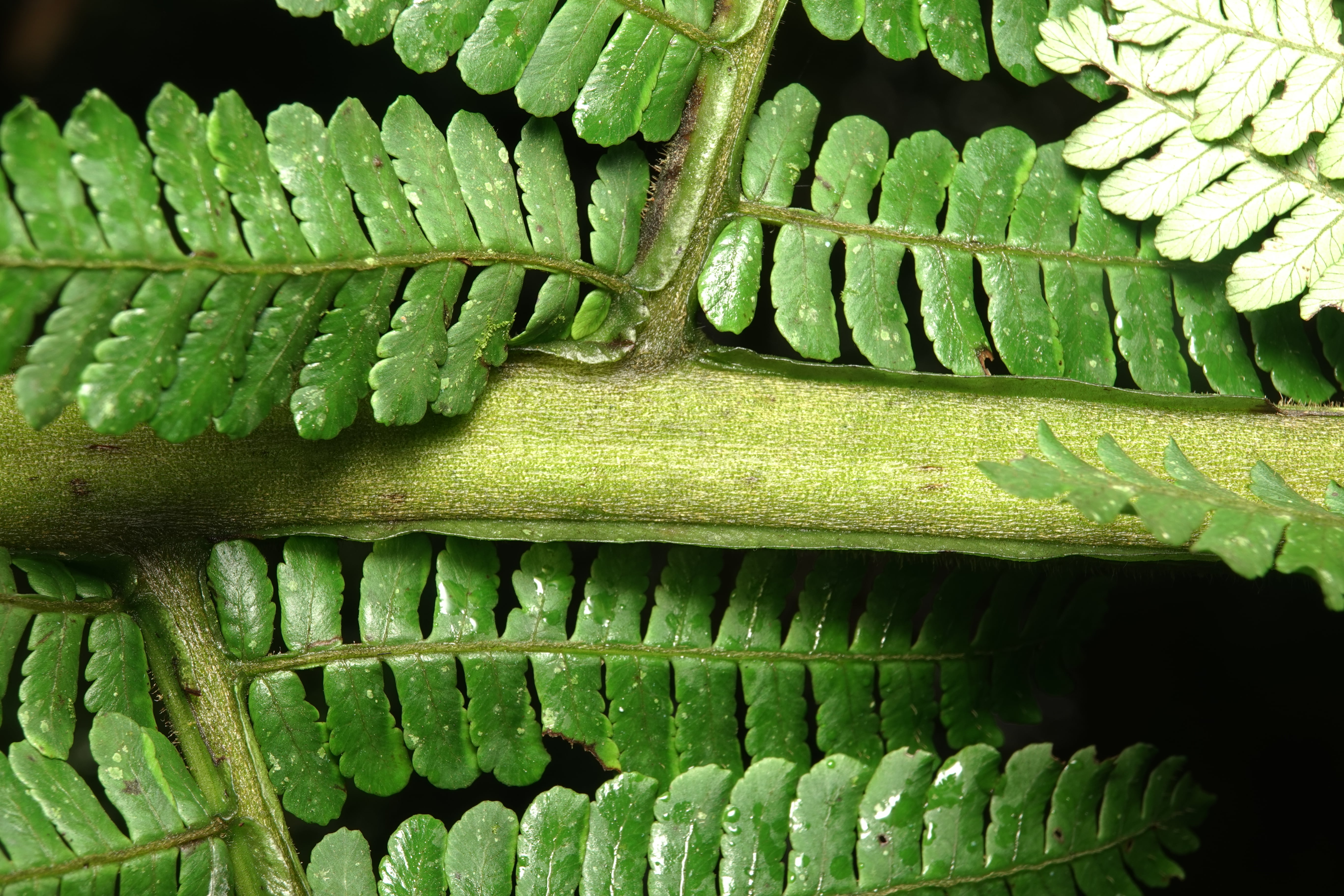 Cyathea ecuadorensis. La Honda.