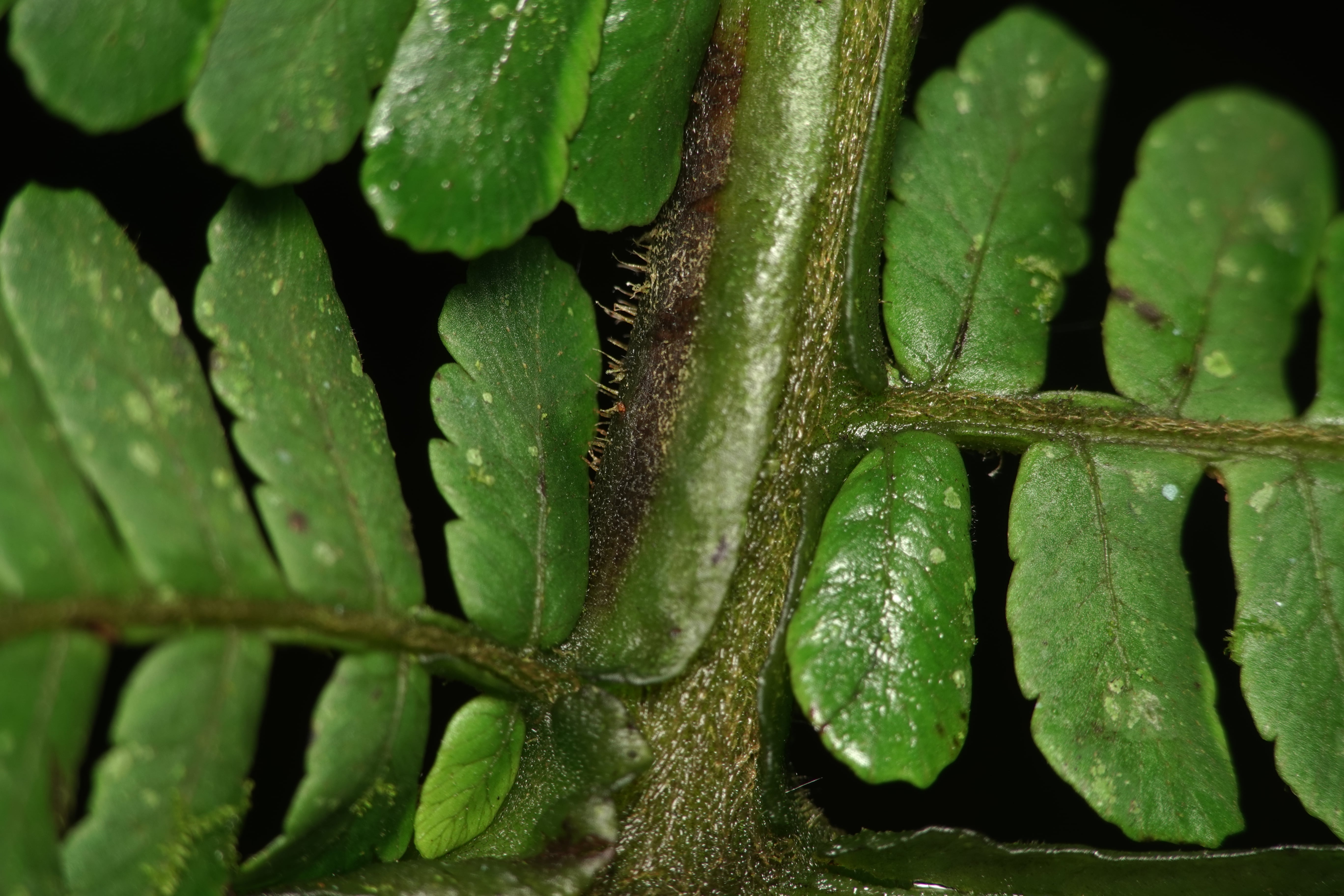 Cyathea ecuadorensis. La Honda.
