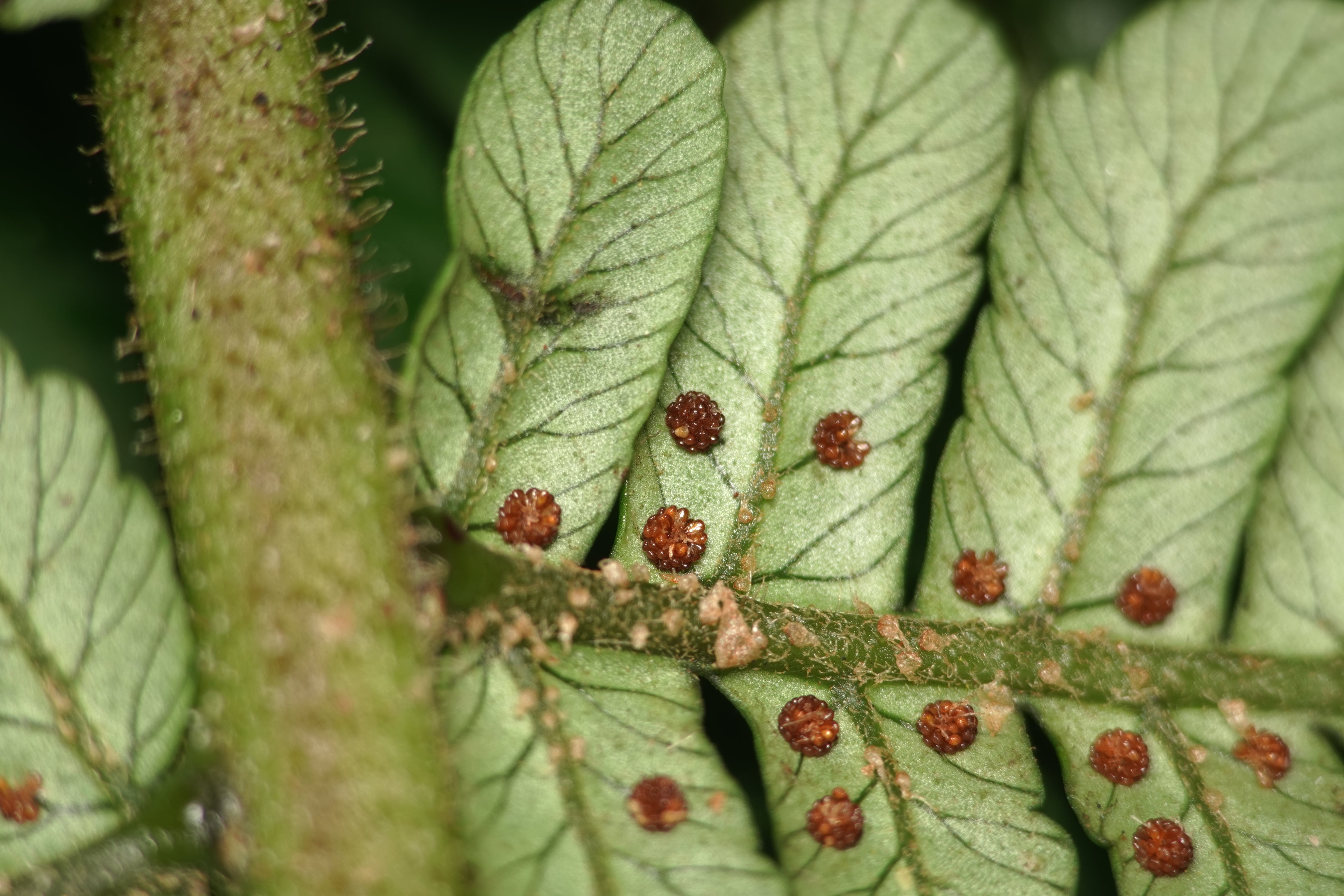 Cyathea ecuadorensis. La Honda.