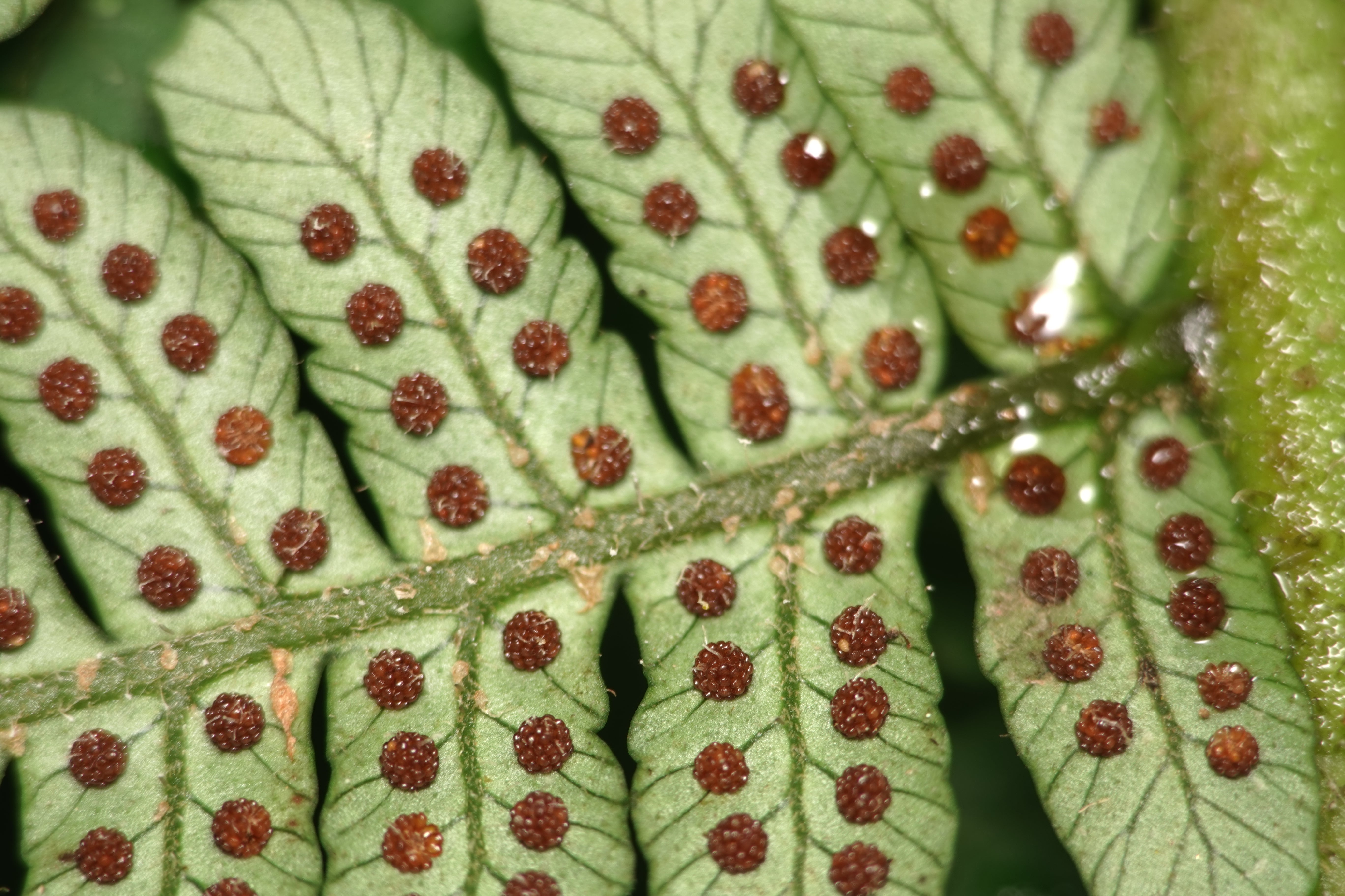 Cyathea ecuadorensis. La Honda.