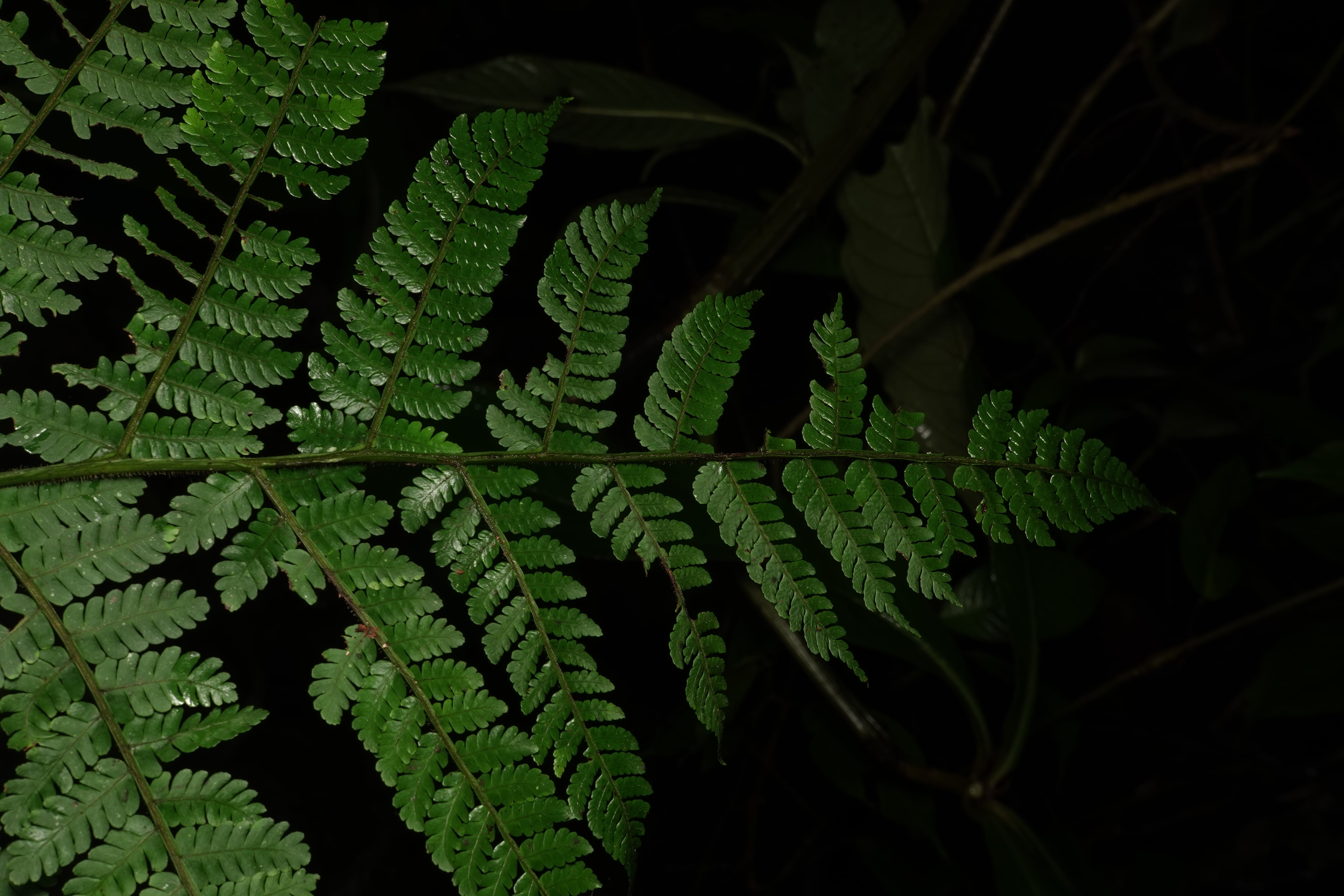 Cyathea ecuadorensis. La Honda.
