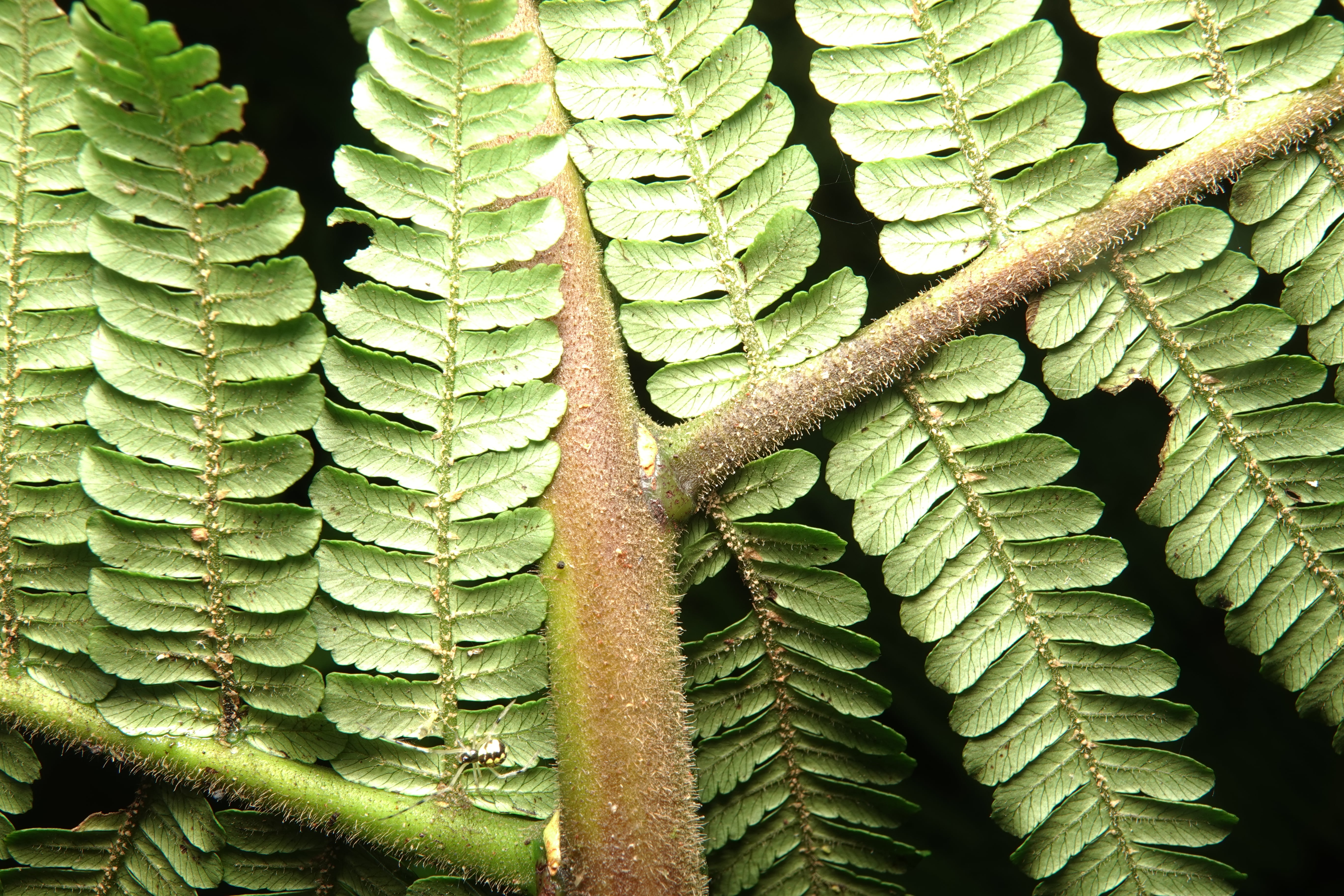 Cyathea ecuadorensis. La Honda.