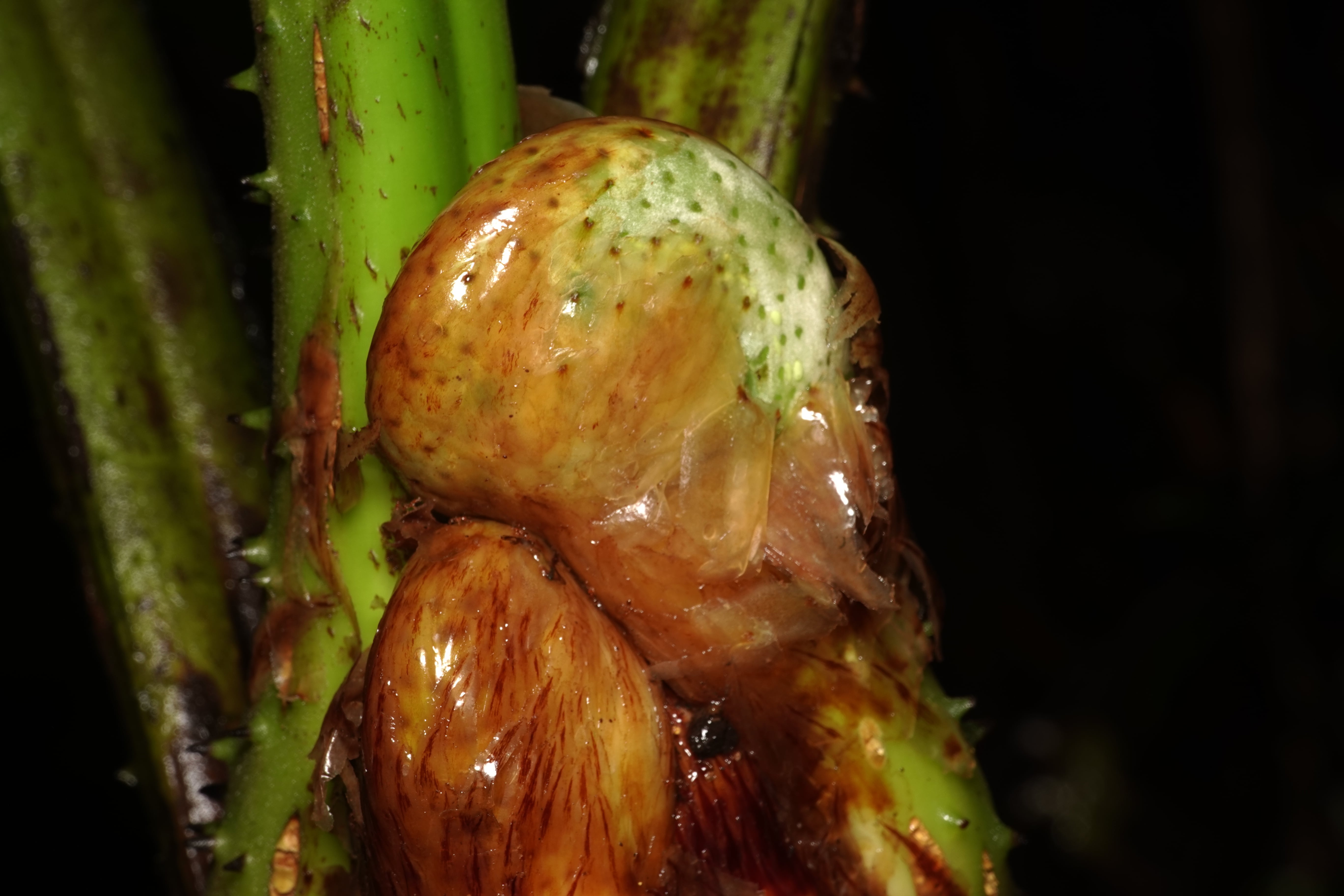 Cyathea ecuadorensis. La Honda.