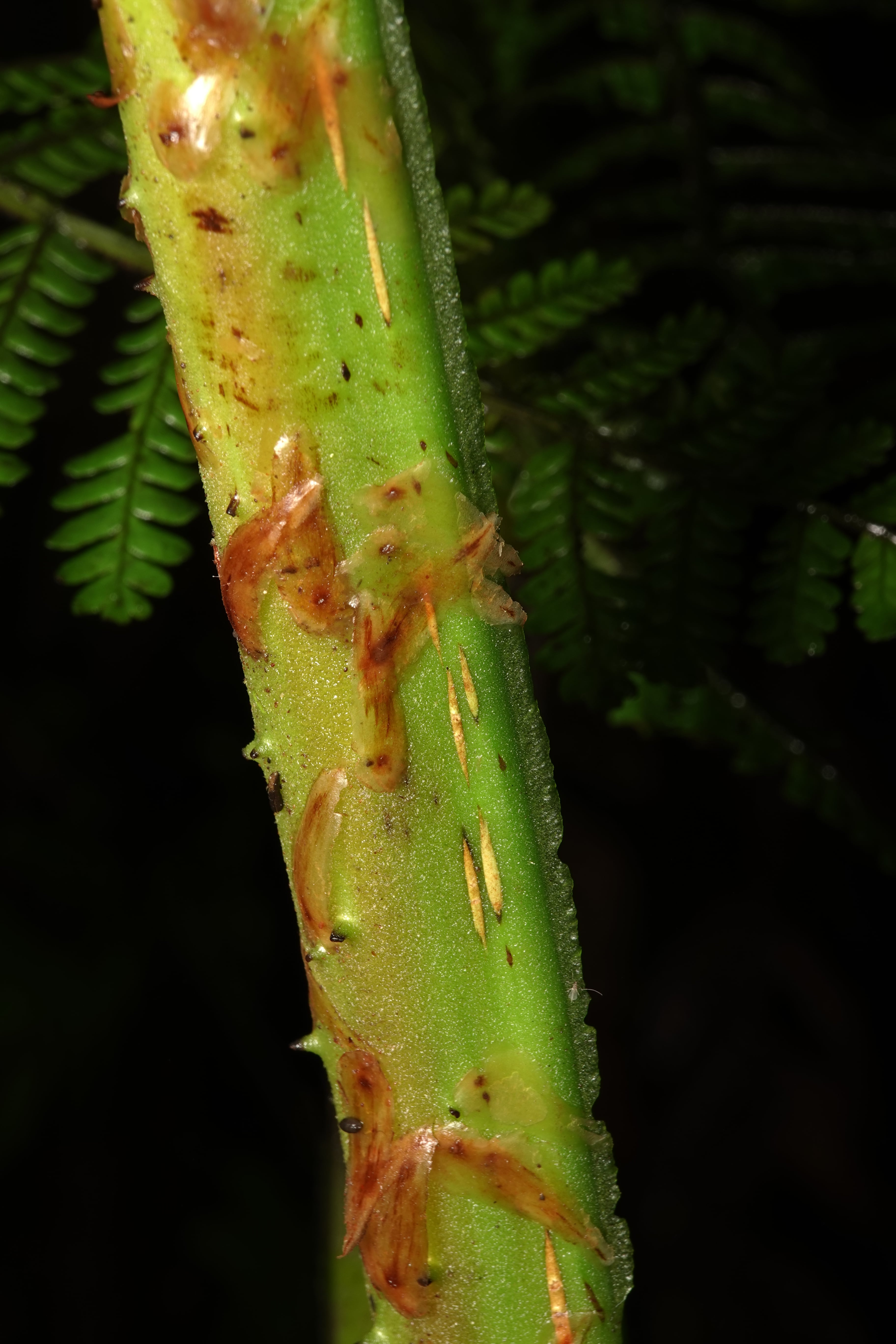 Cyathea ecuadorensis. La Honda.