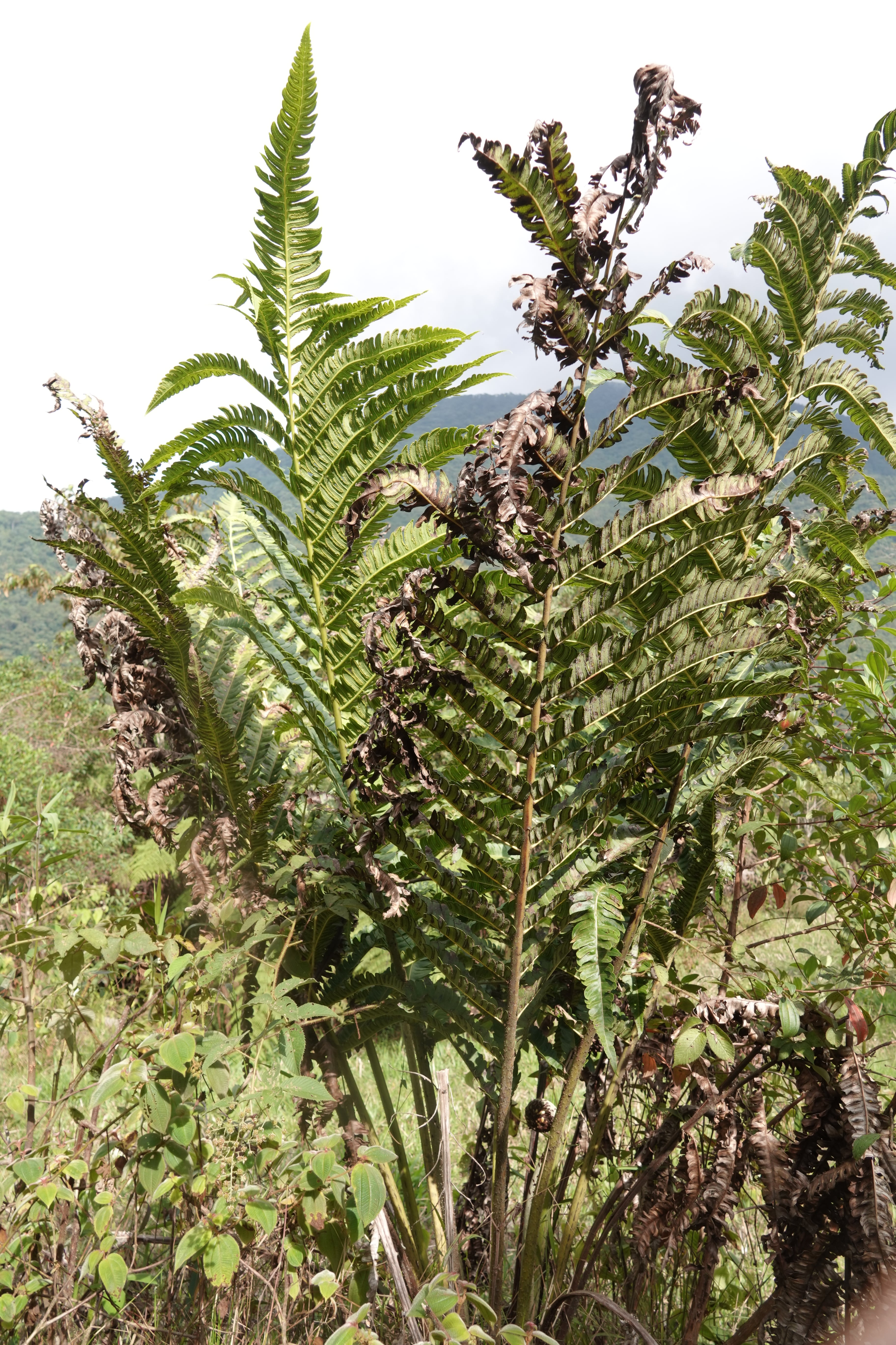 Cyathea horrida