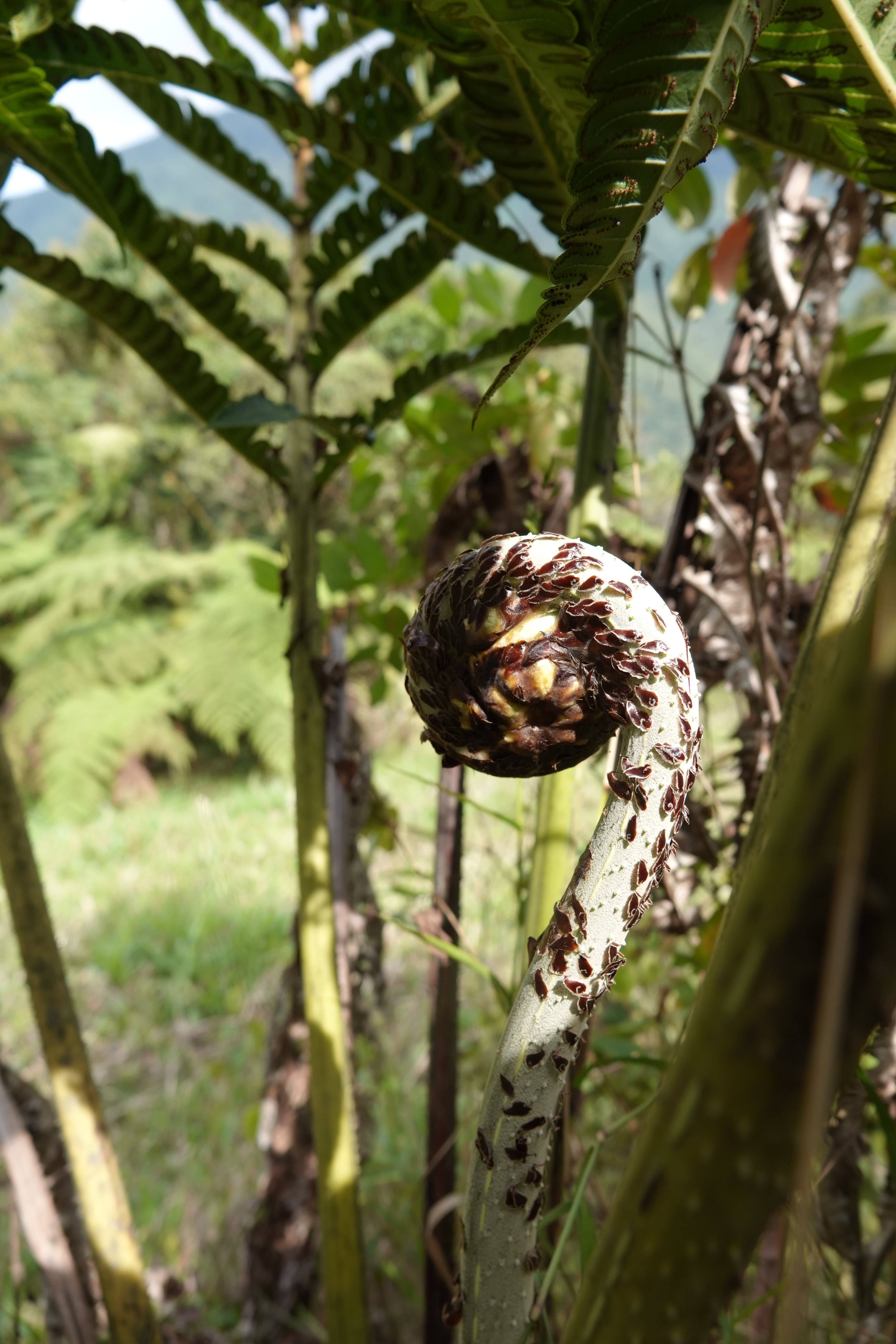 Cyathea horrida. La Honda.