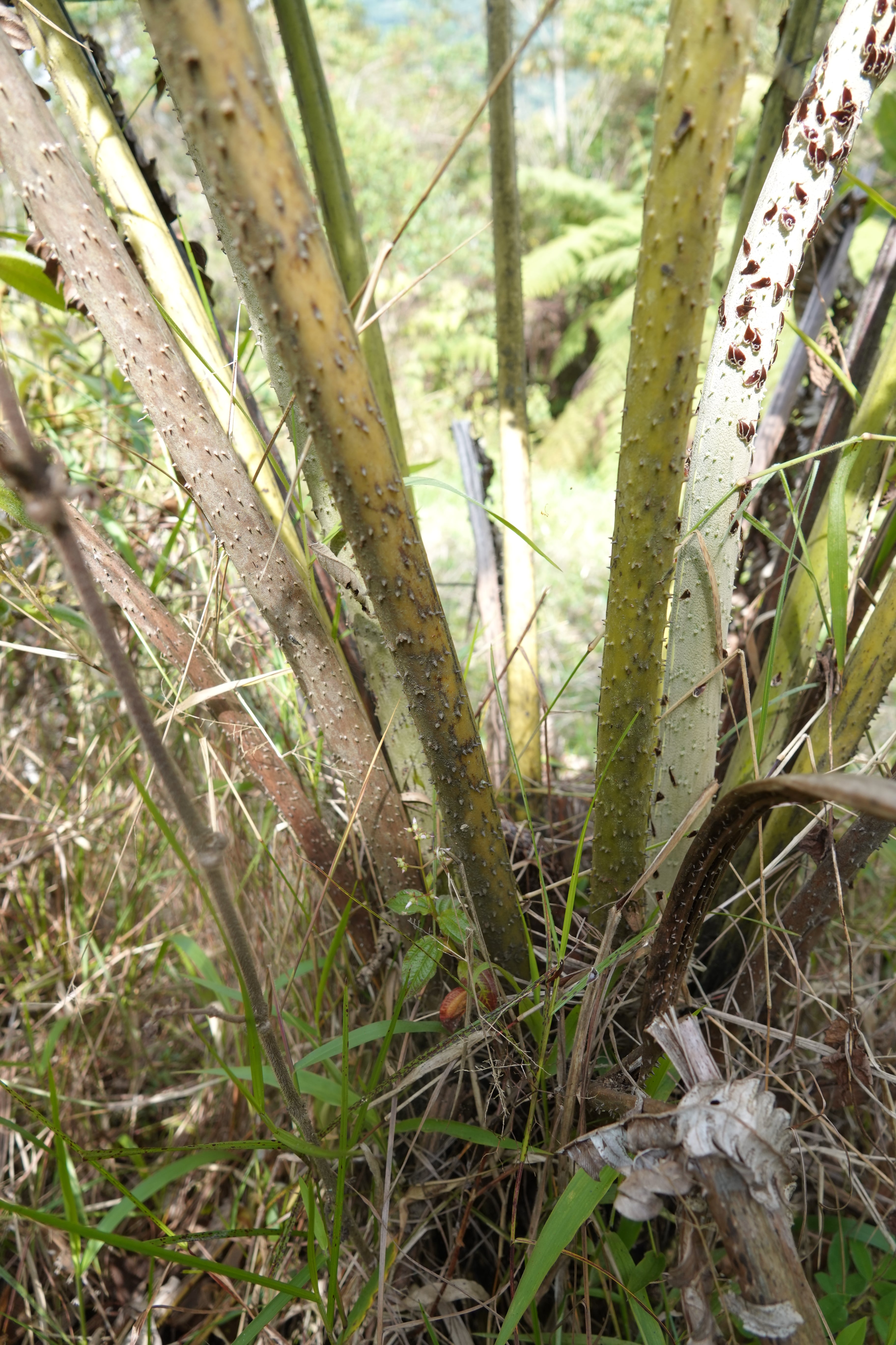 Cyathea horrida. La Honda.