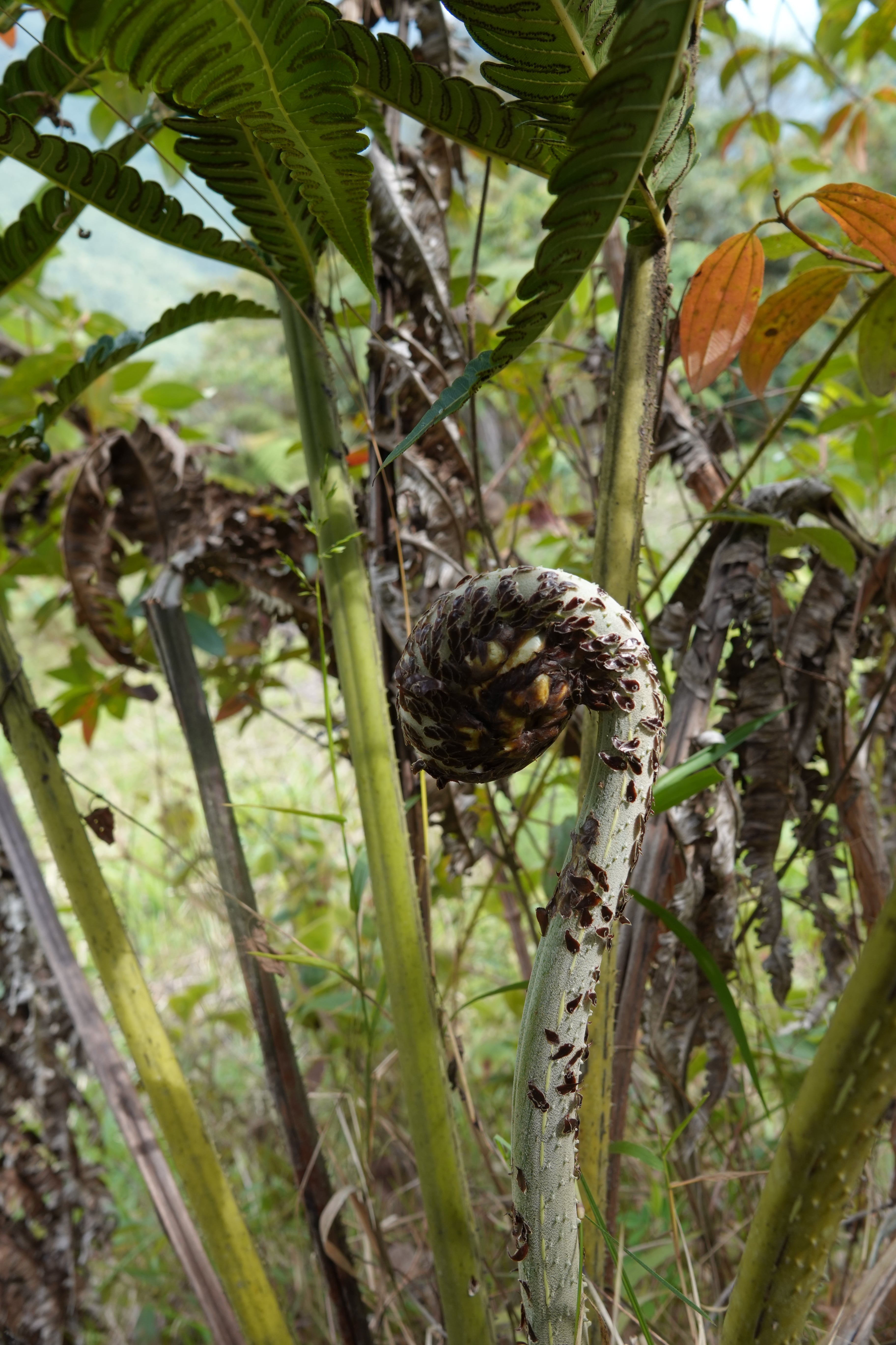 Cyathea horrida. La Honda.