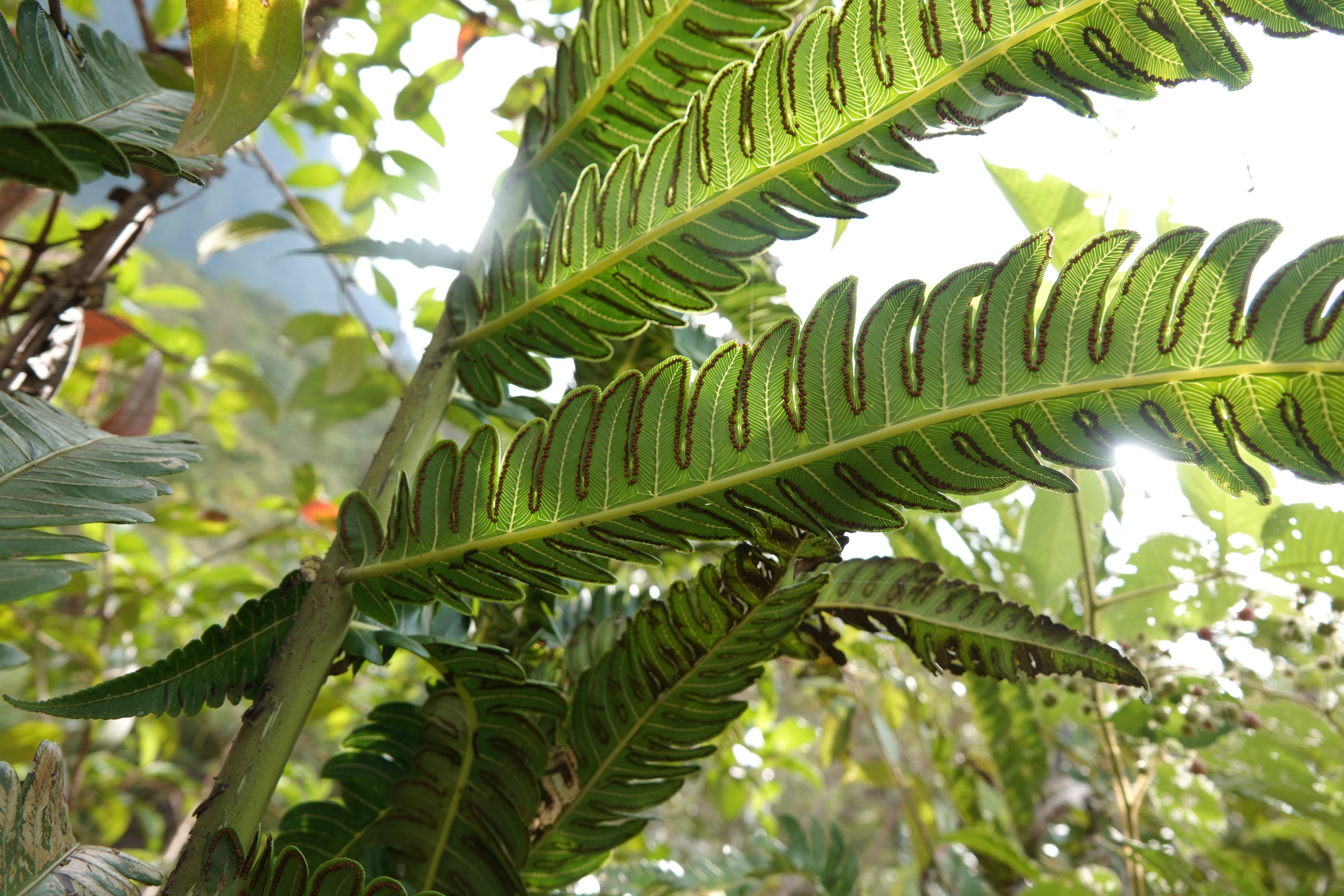 Cyathea horrida. La Honda.