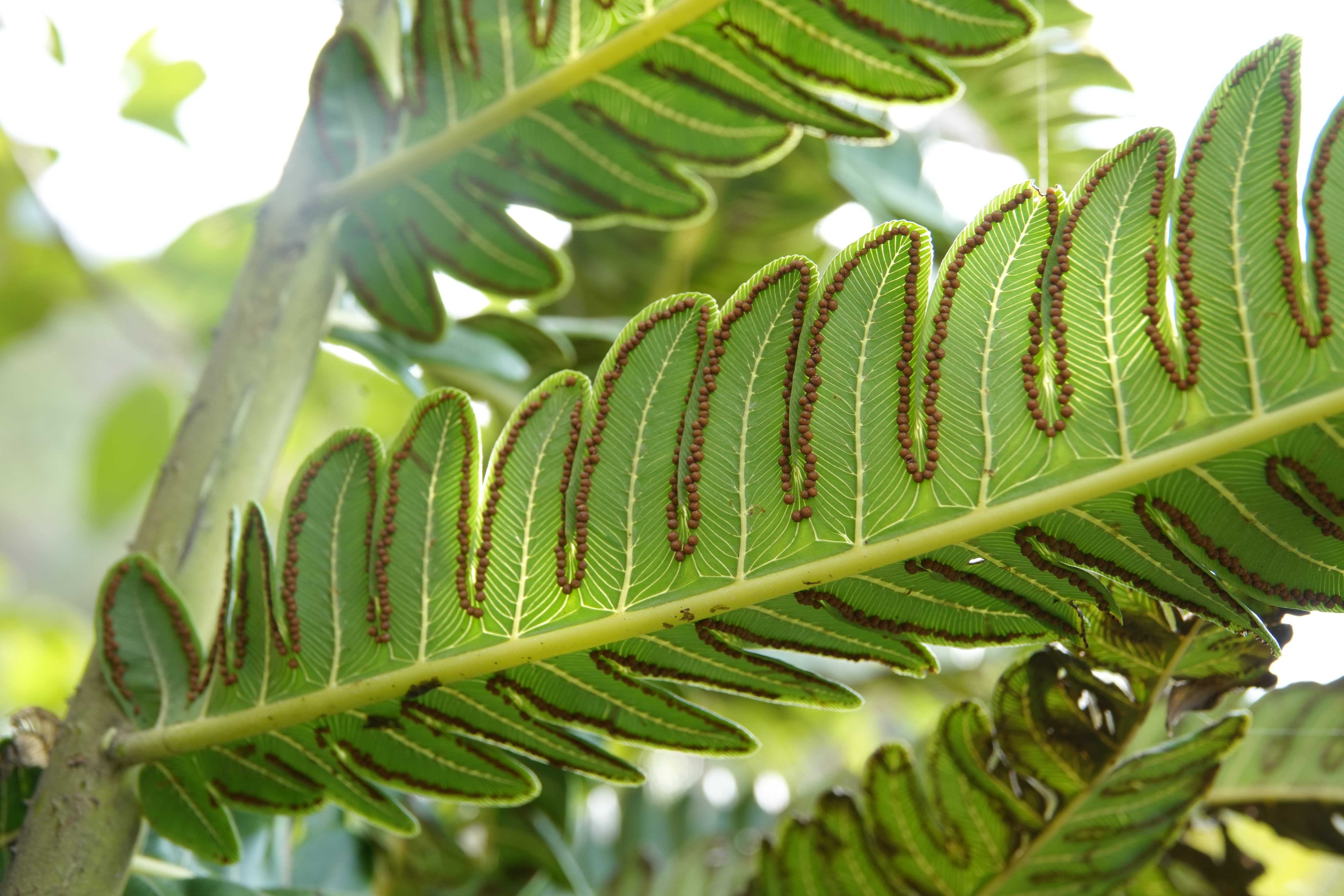 Cyathea horrida. La Honda.