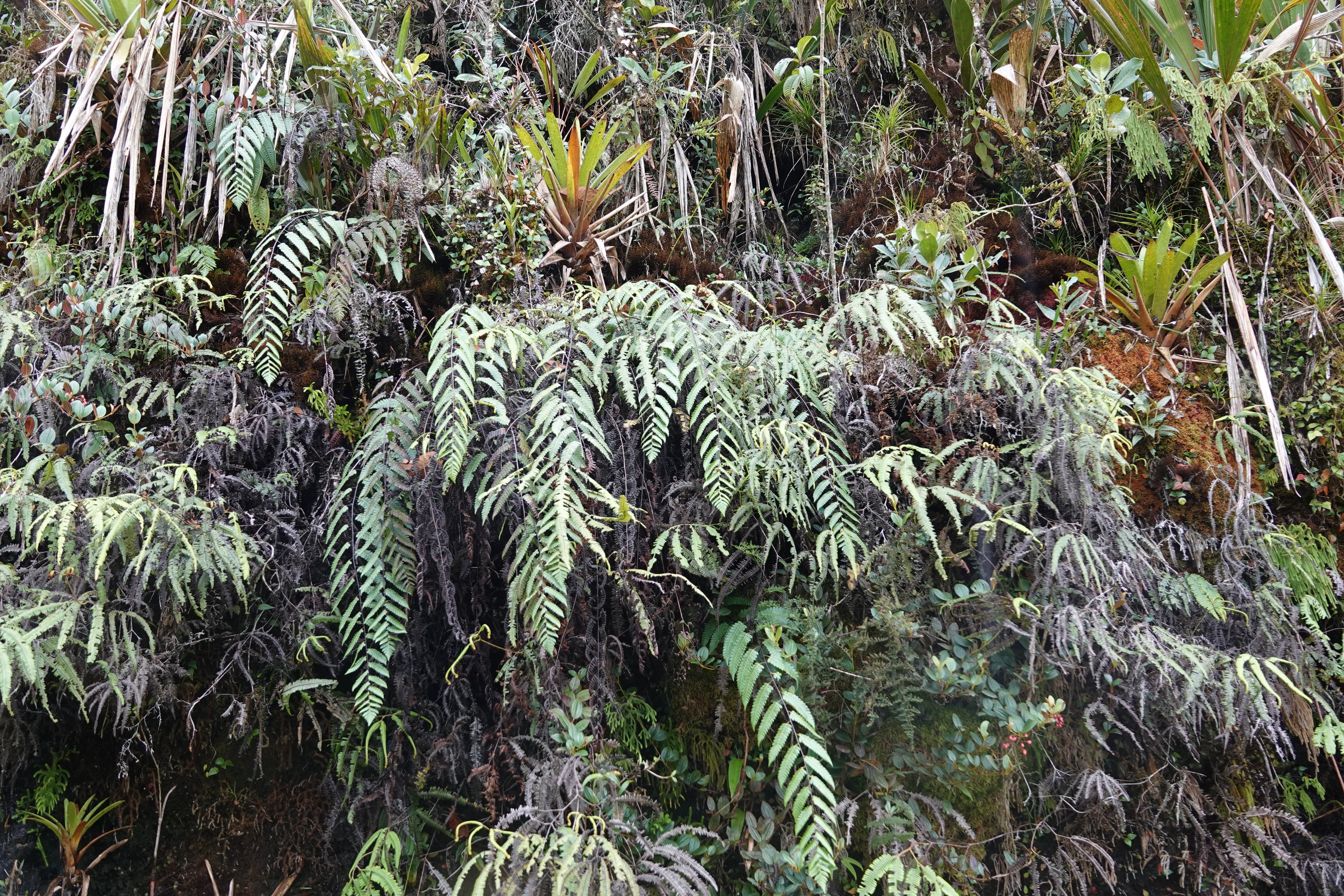 Cyathea latevagans