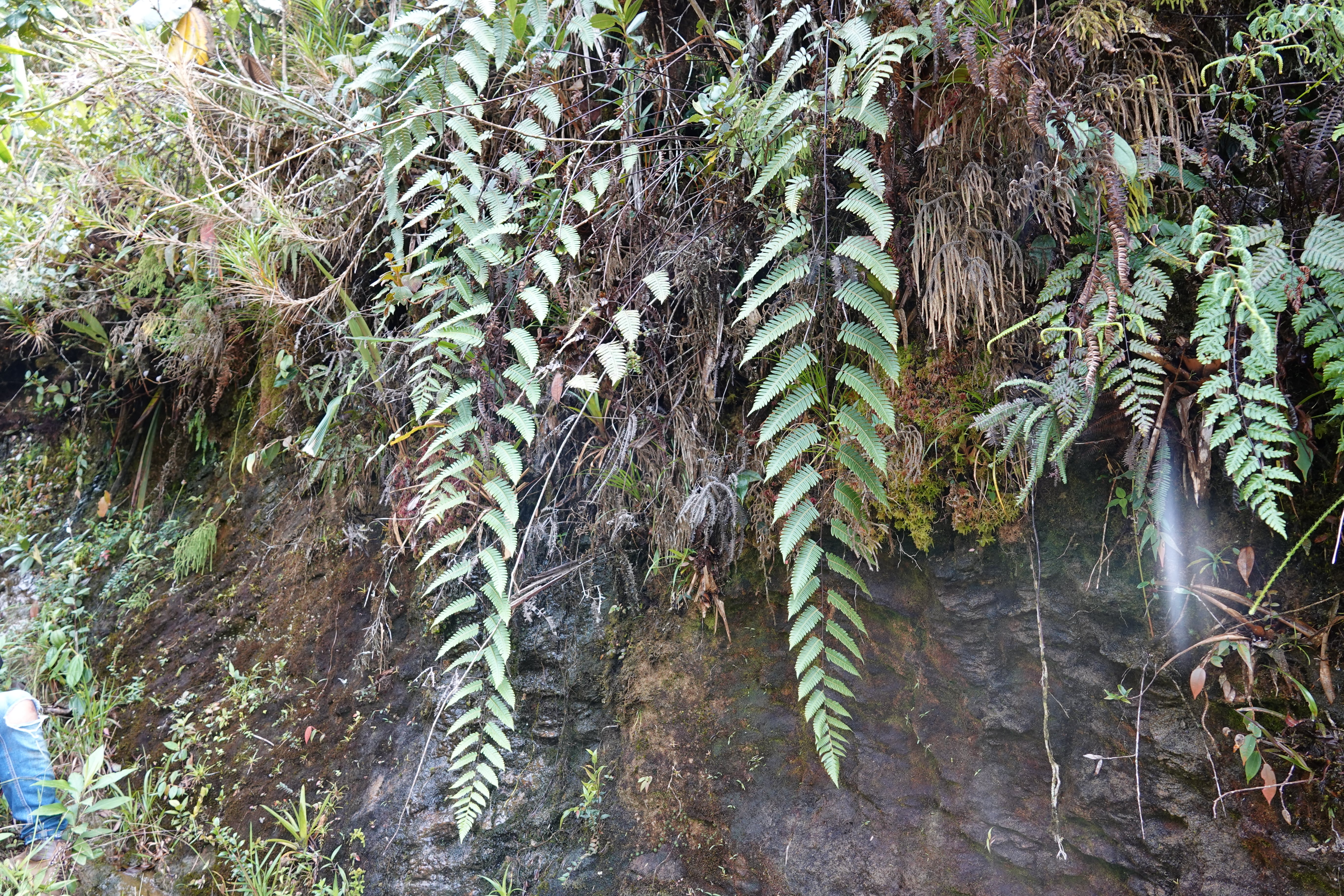 Cyathea latevagans. La Honda.
