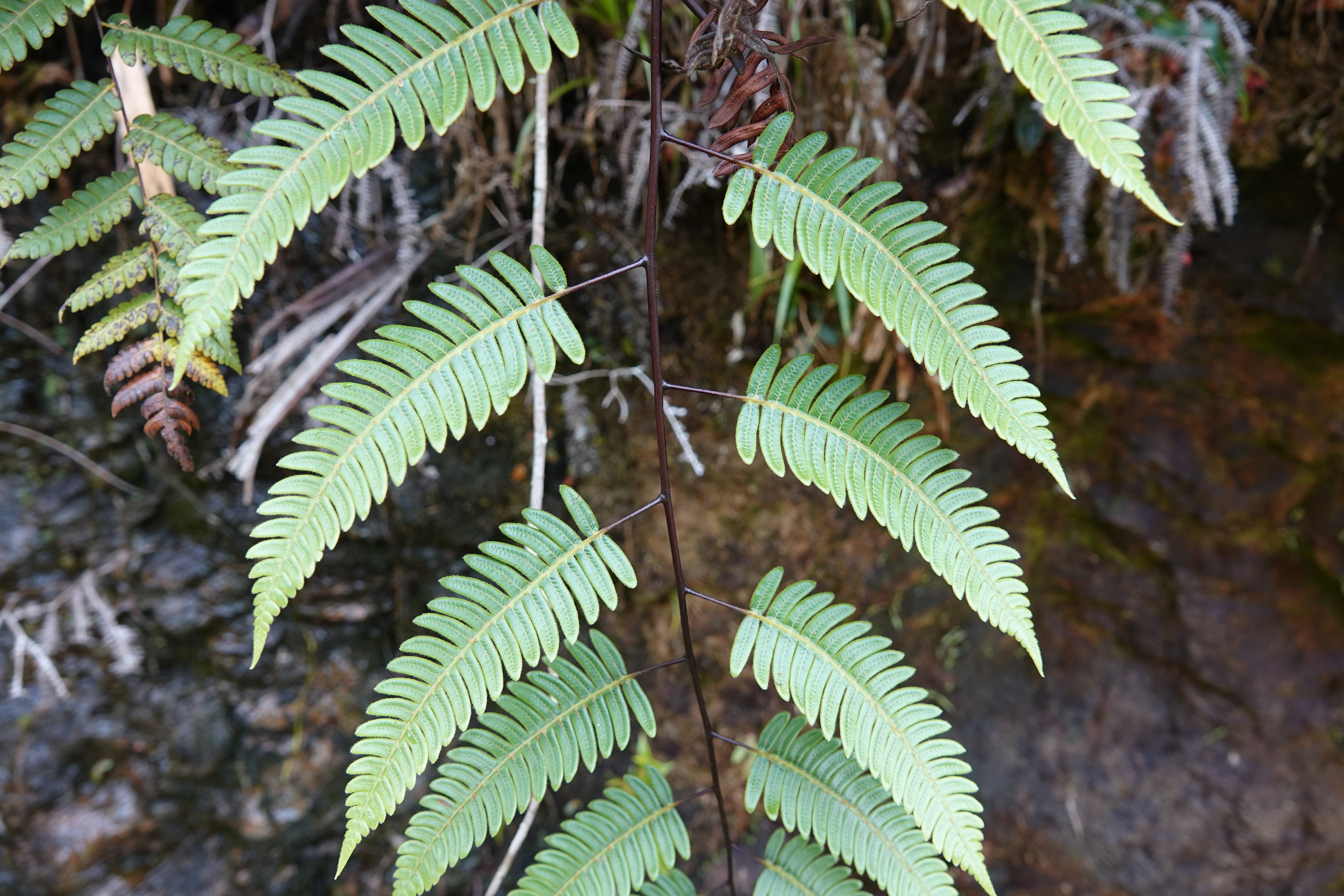 Cyathea latevagans. La Honda.