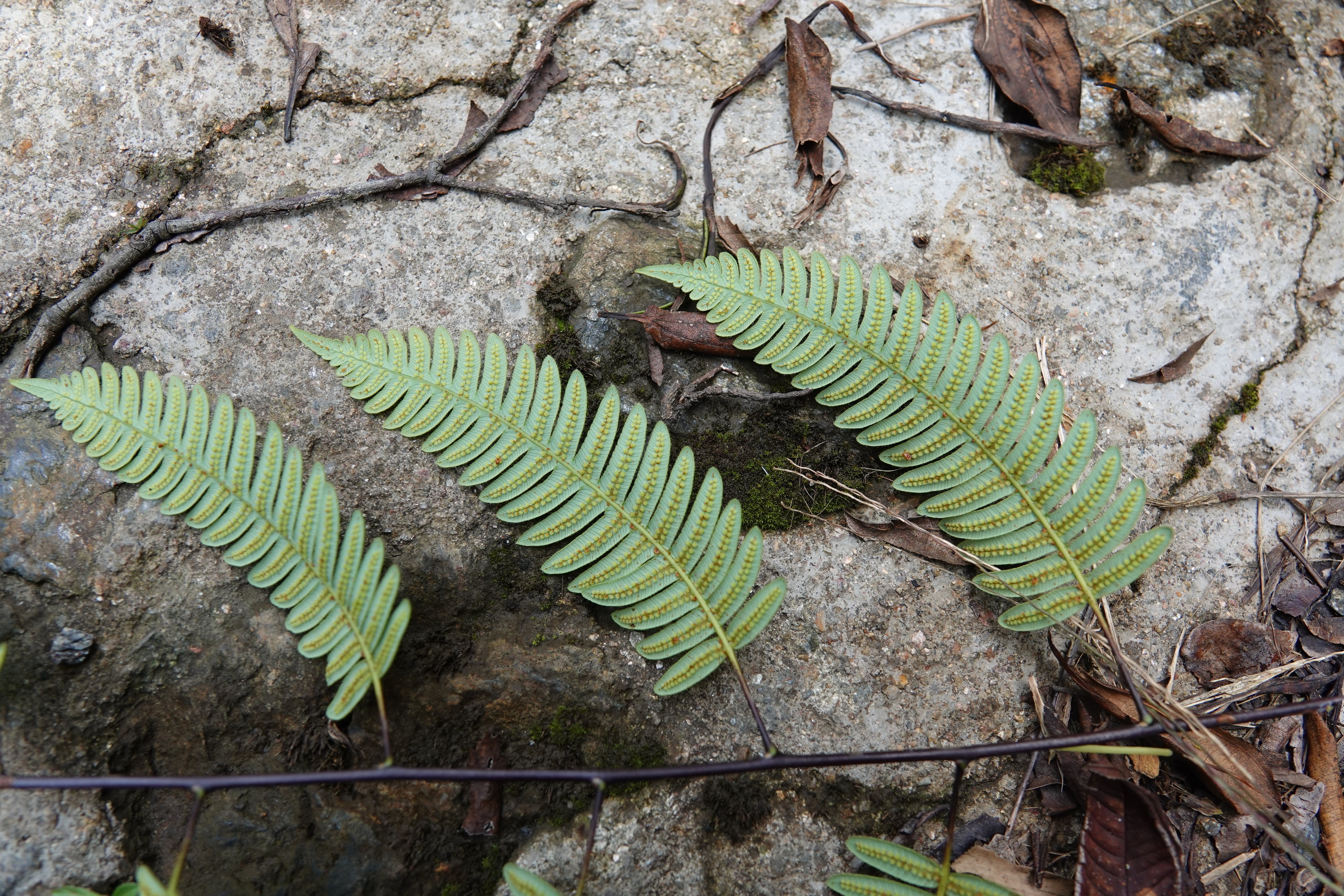 Cyathea latevagans. La Honda.