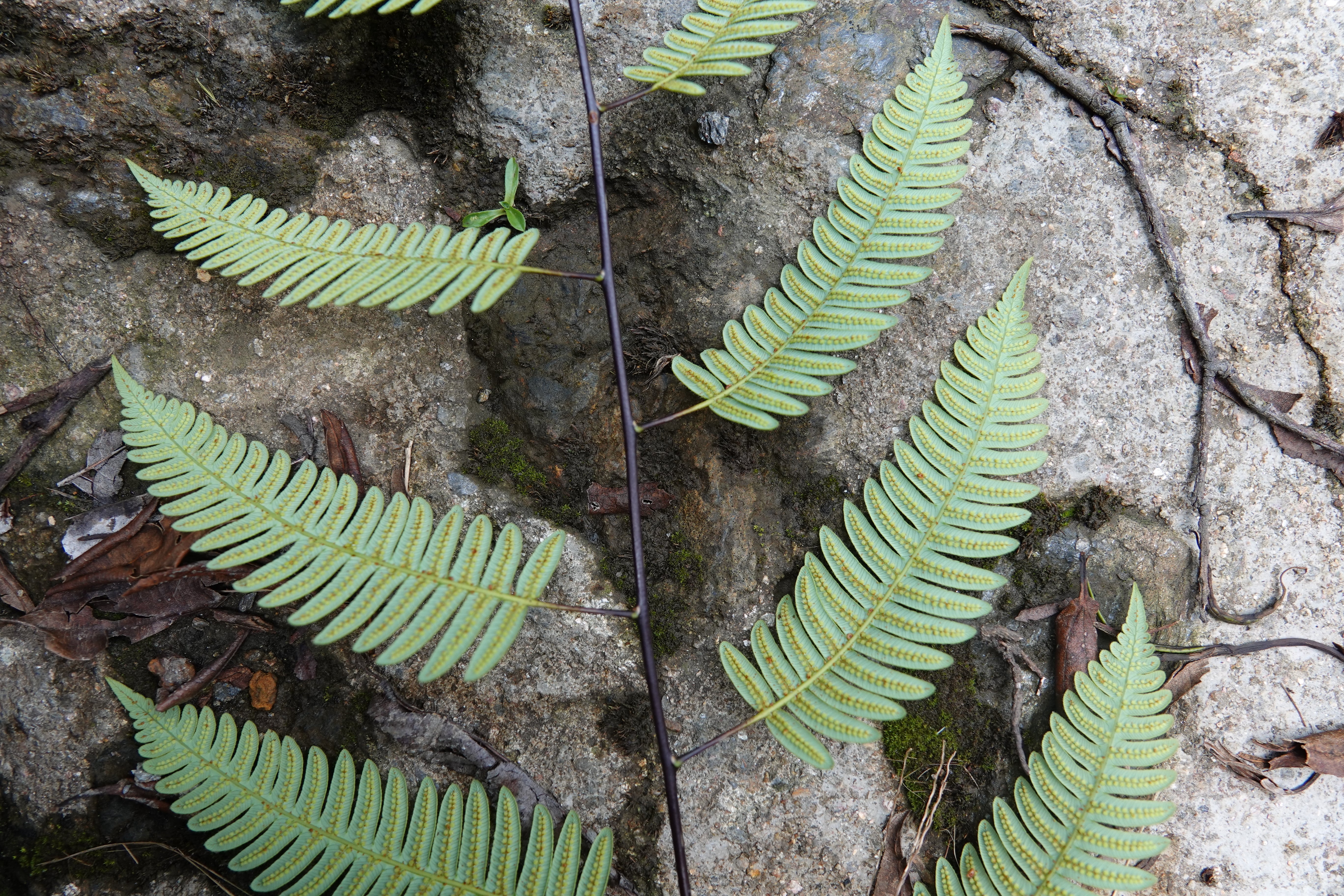 Cyathea latevagans. La Honda.