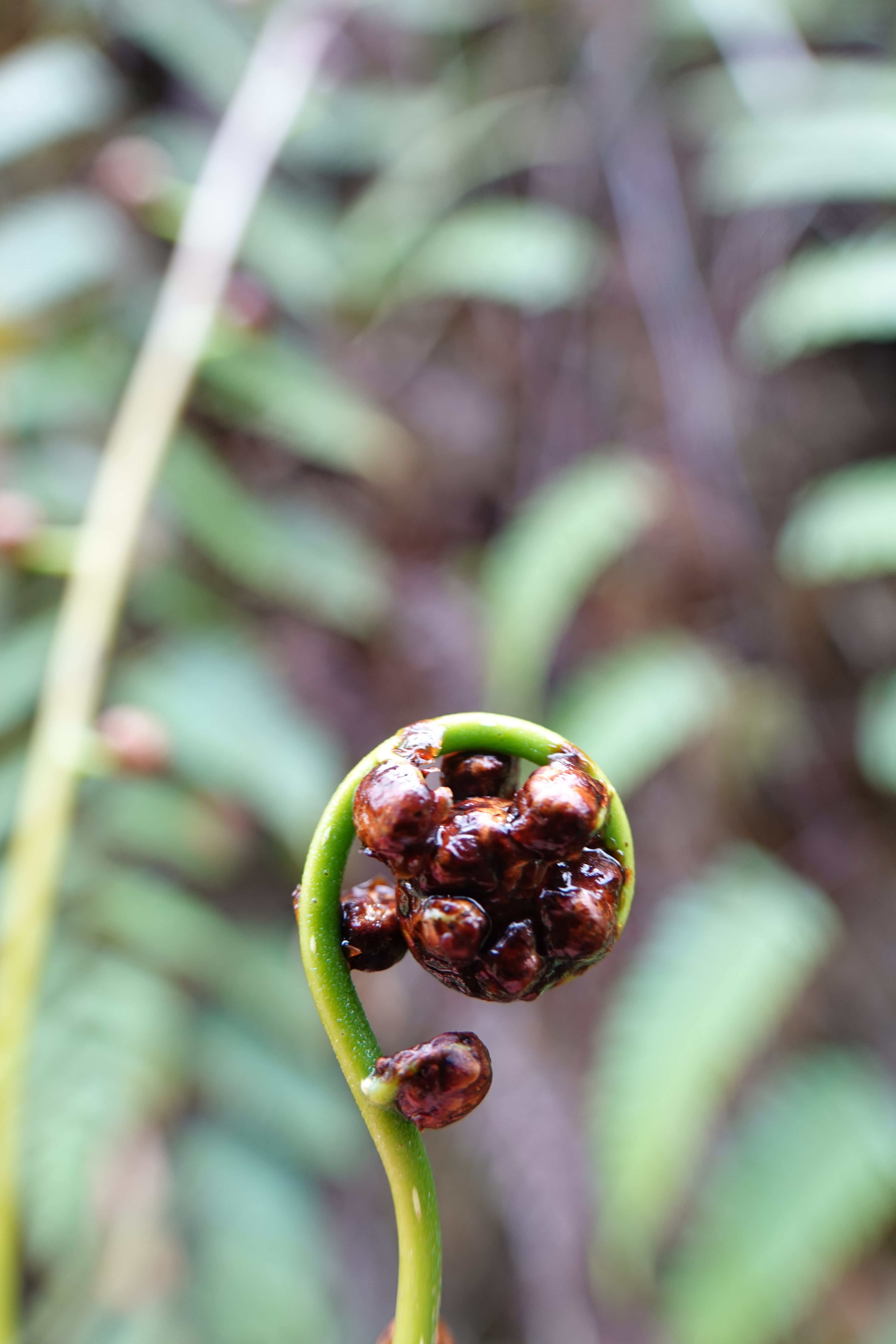 Cyathea latevagans. La Honda.