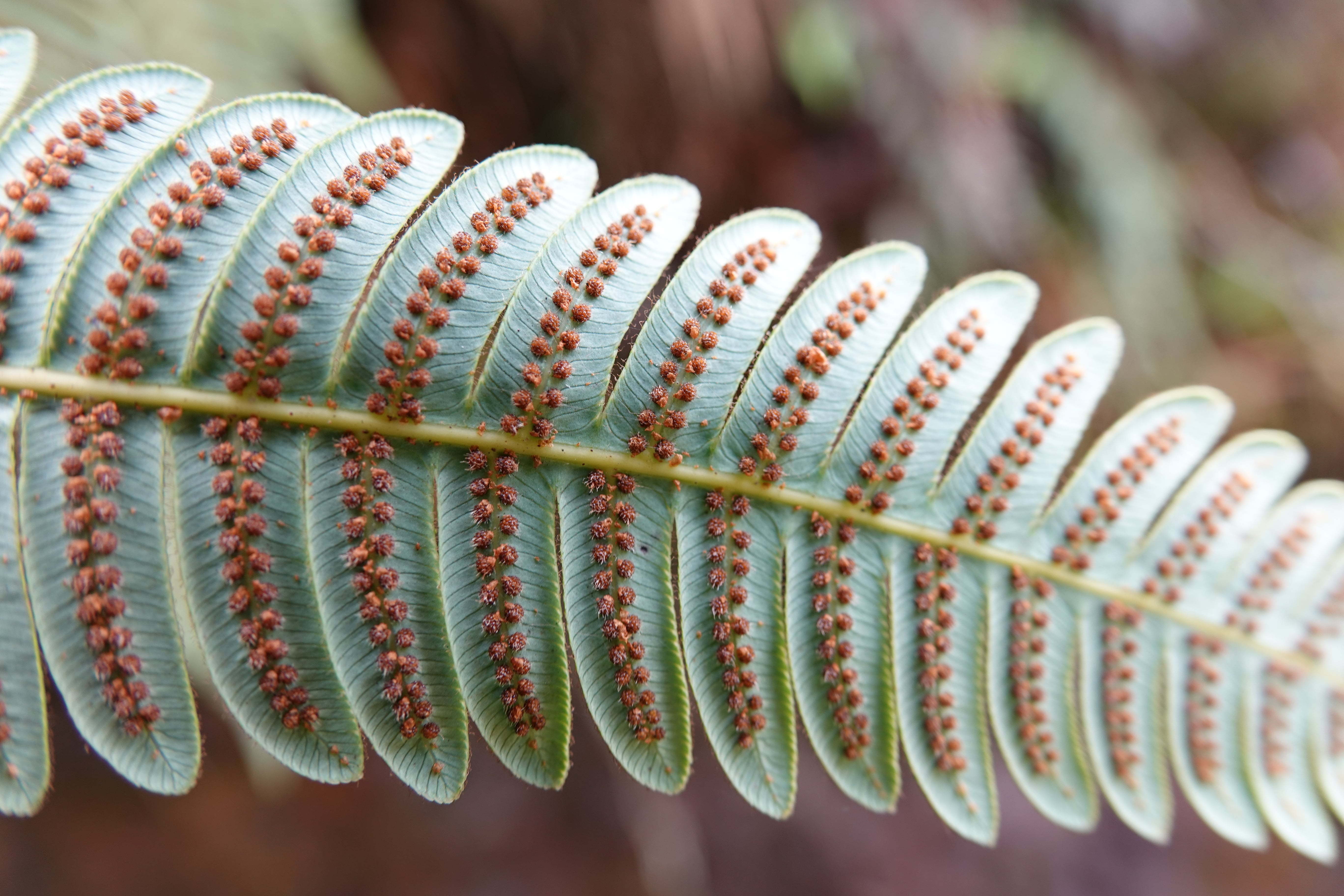 Cyathea latevagans. La Honda.