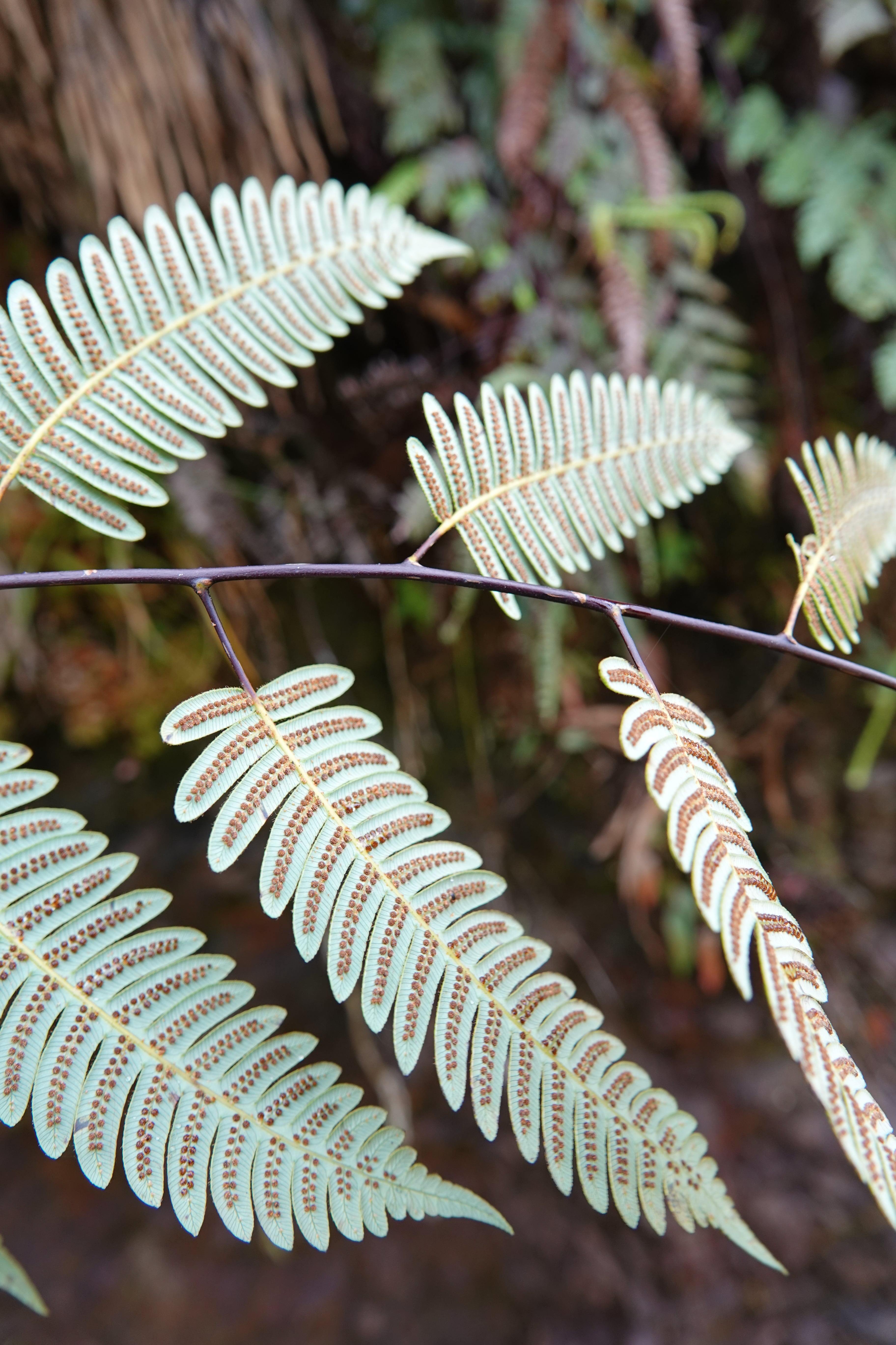 Cyathea latevagans. La Honda.