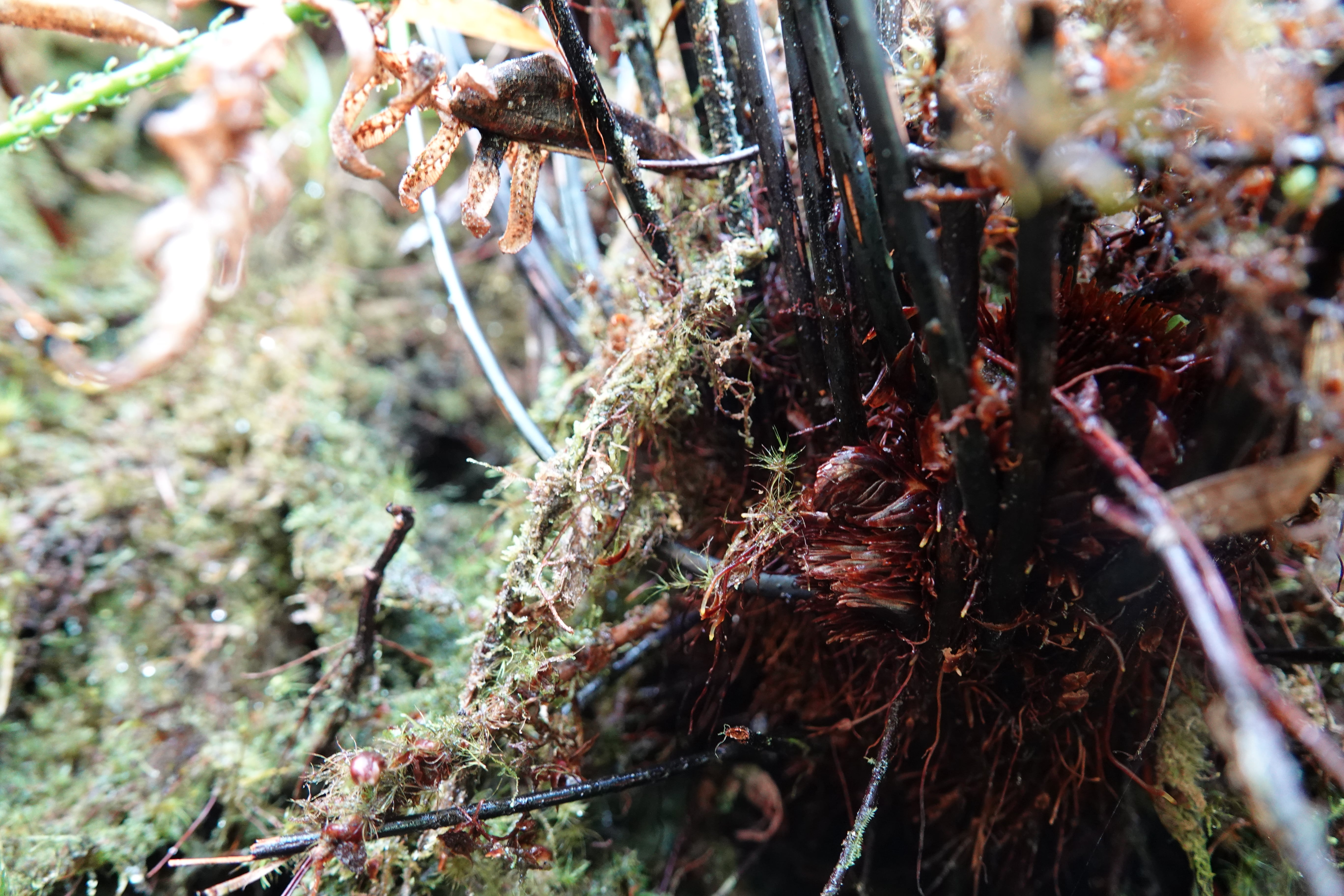 Cyathea latevagans. La Honda.