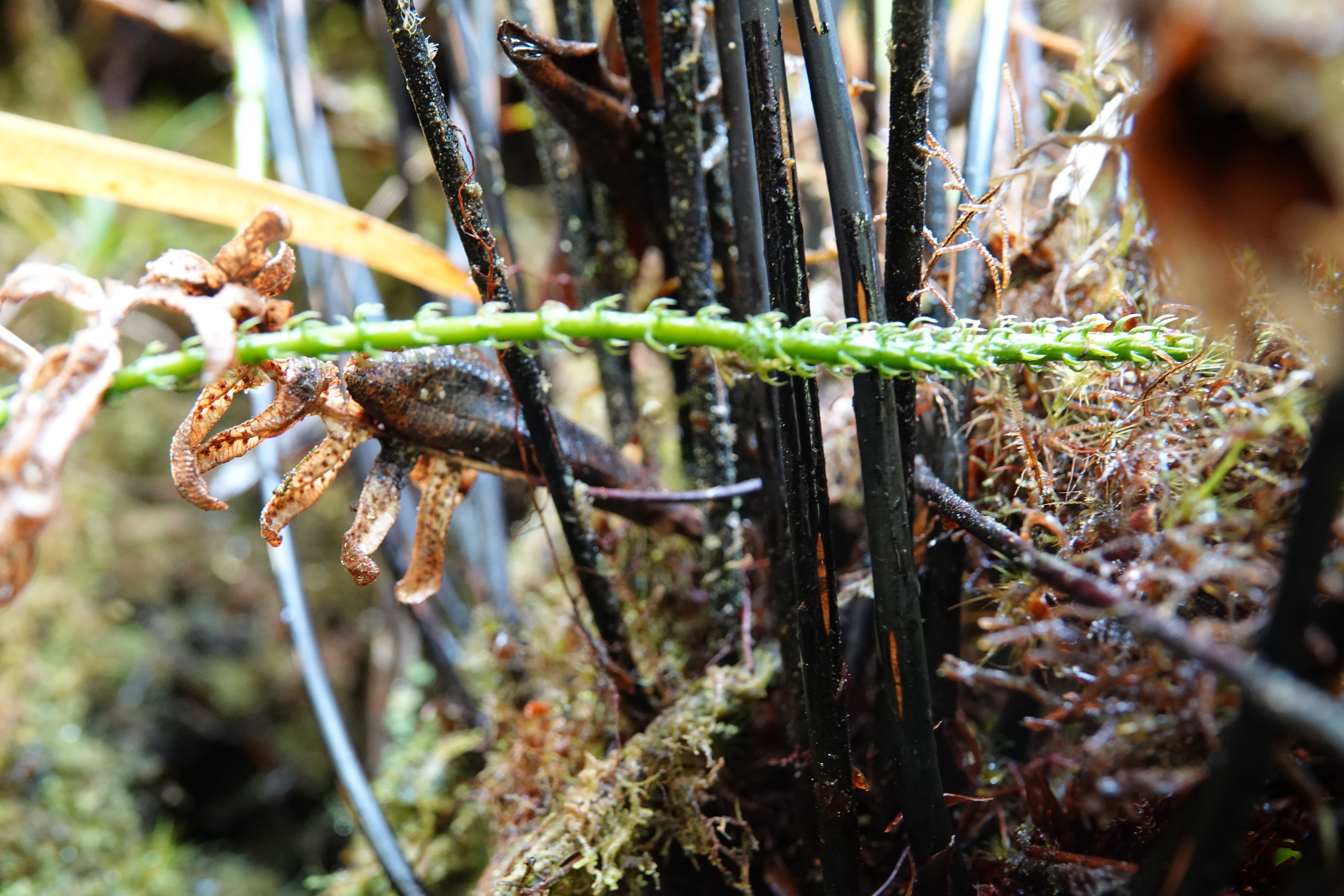Cyathea latevagans. La Honda.